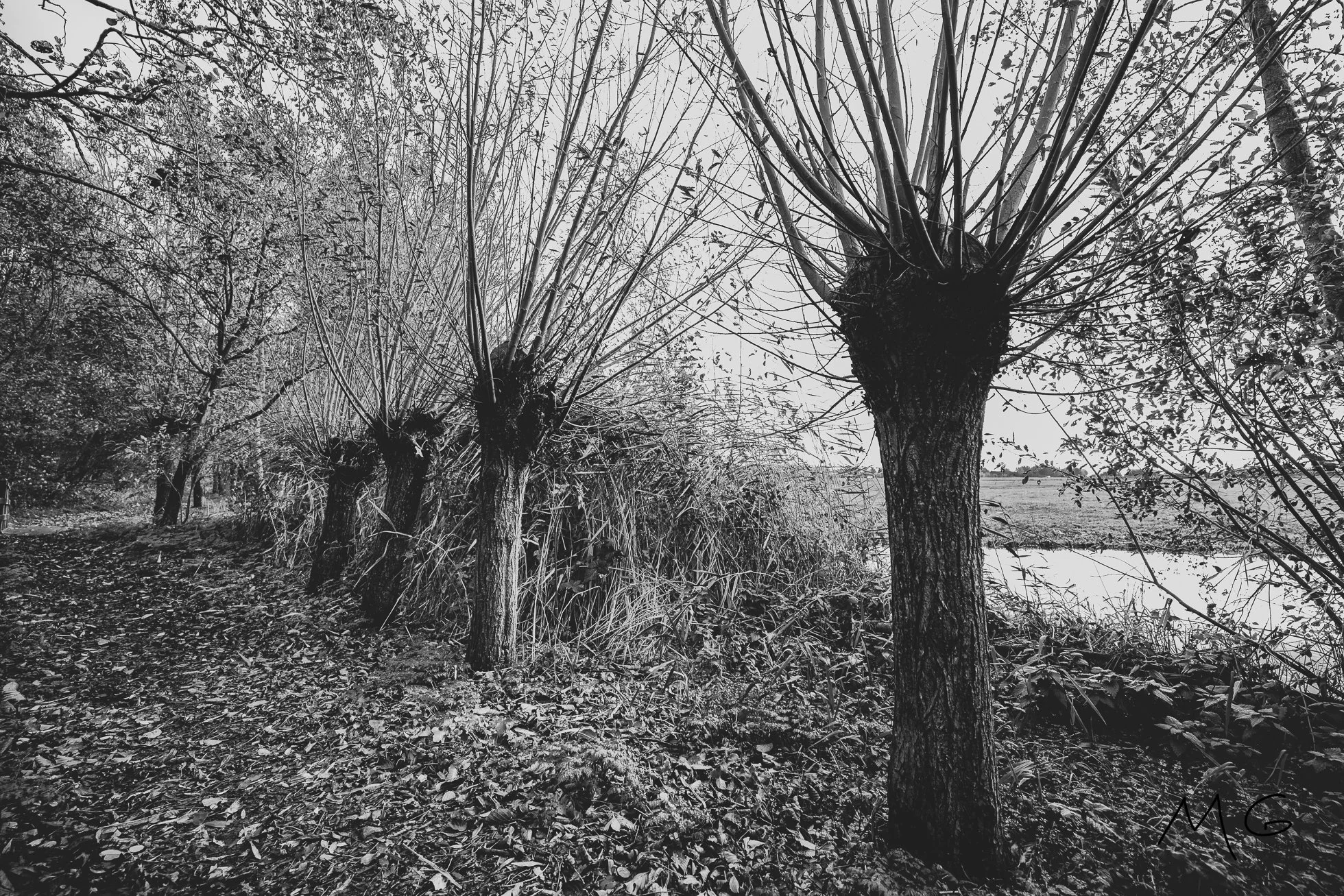 Black and white photo of a row of trees along a forest path with fallen leaves, with a pond visible in the background.