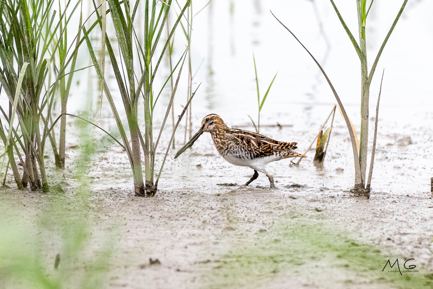 A bird, possibly a shorebird, stands on muddy ground among tall green grass in a wetland environment.