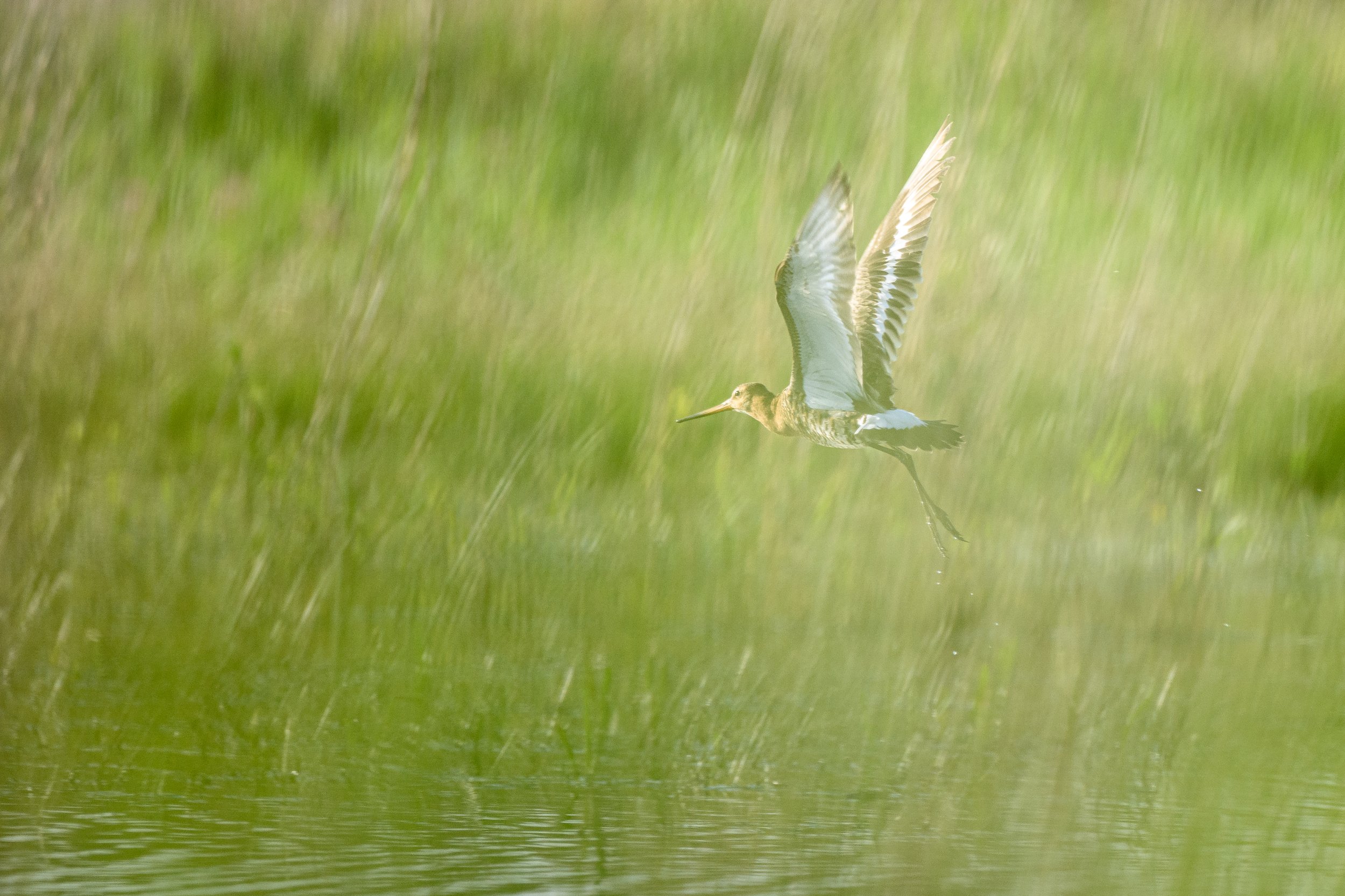 A long-billed bird flying low over a green body of water, with tall grass in the background.
