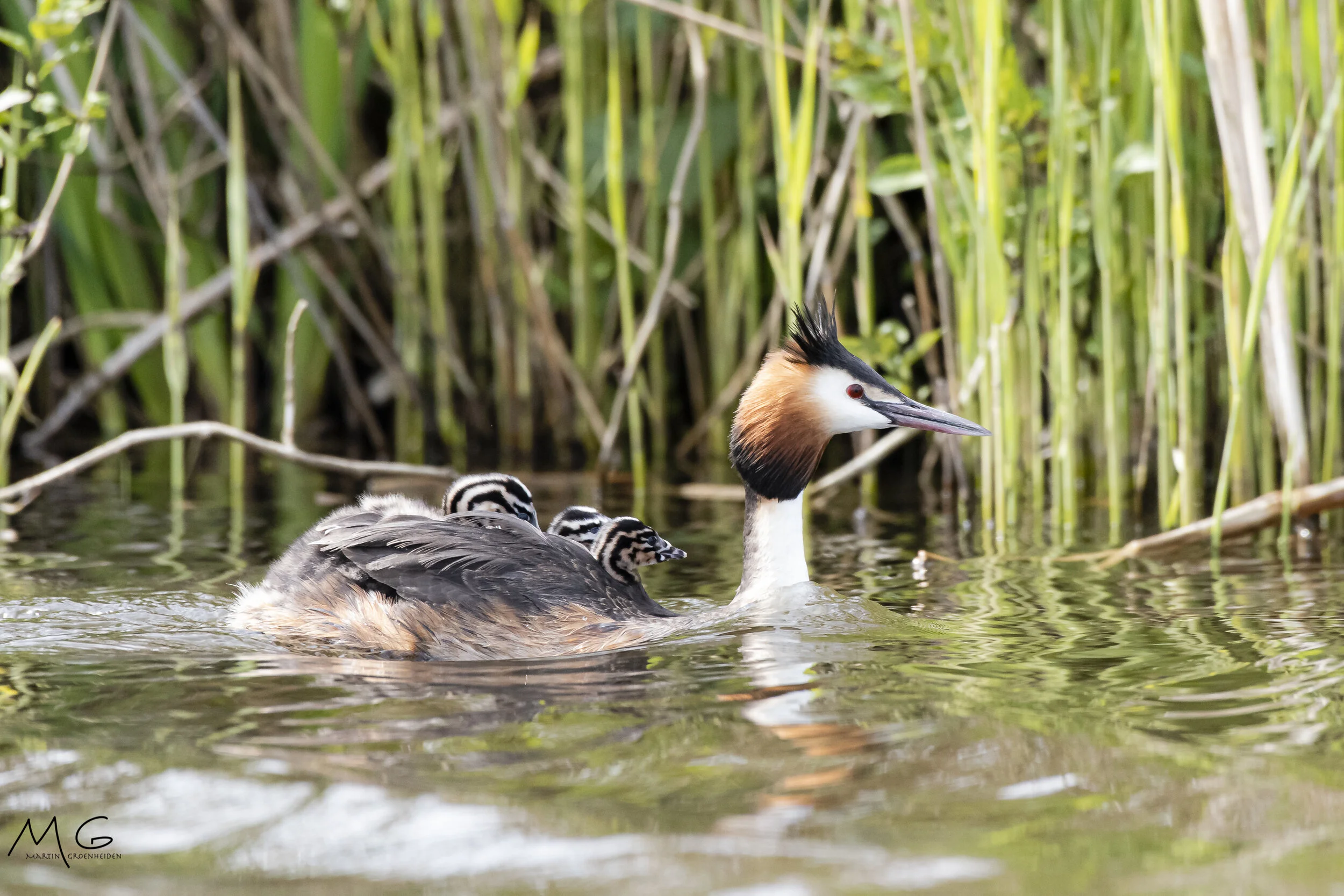 A great crested grebe swimming in a marsh with three chicks on its back, surrounded by green reeds.