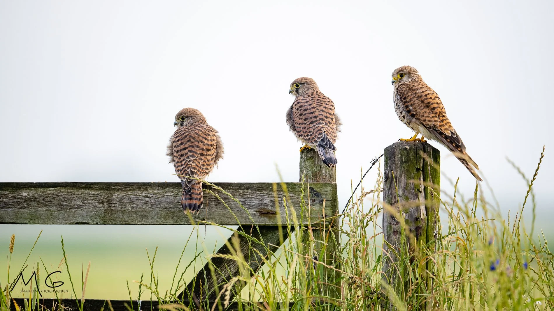 Three small birds, likely kestrels, perched on a weathered wooden fence post and horizontal beam amidst tall grass, with a blurry green field background.