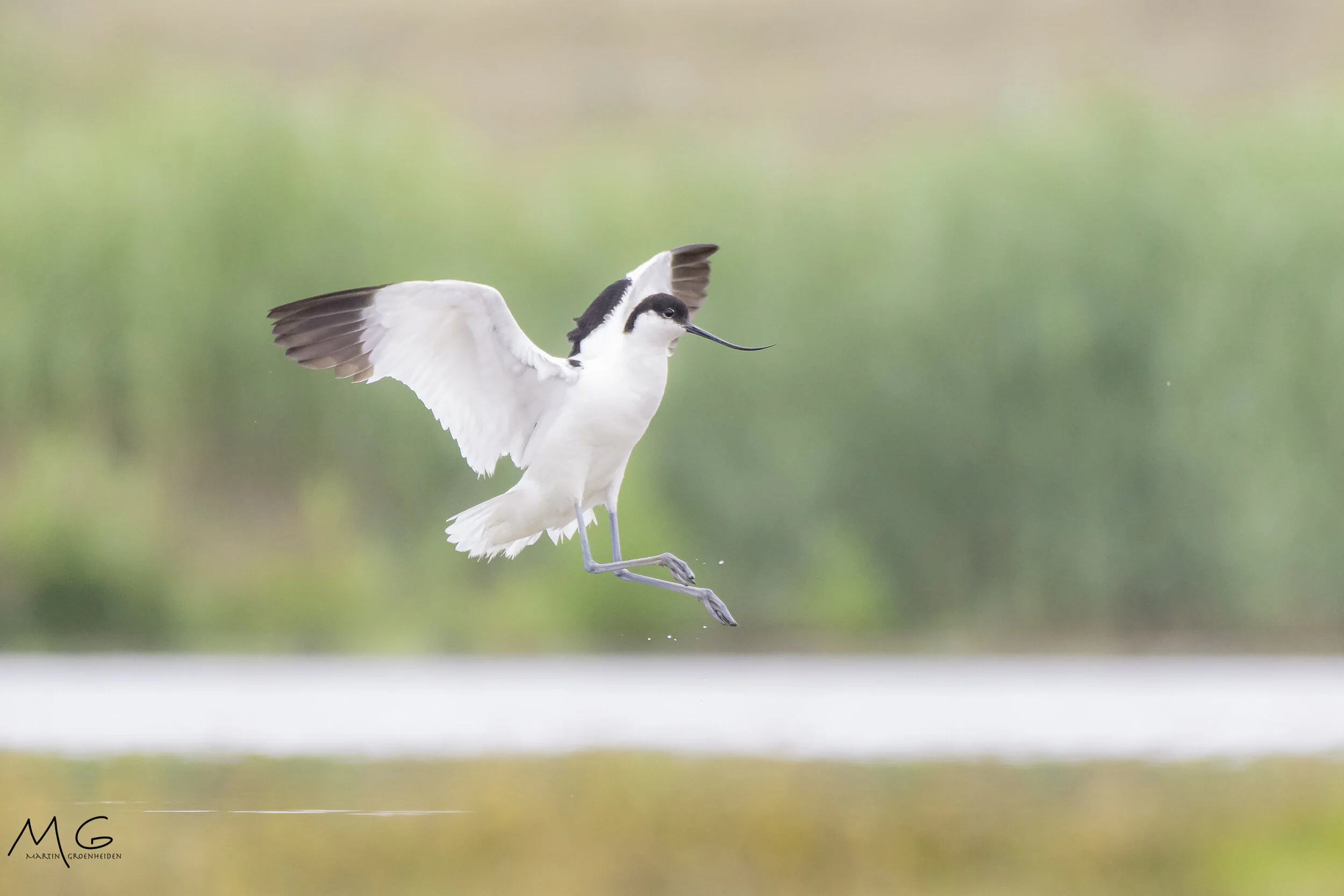 A black-winged stilt bird flying low over water with blurred green background