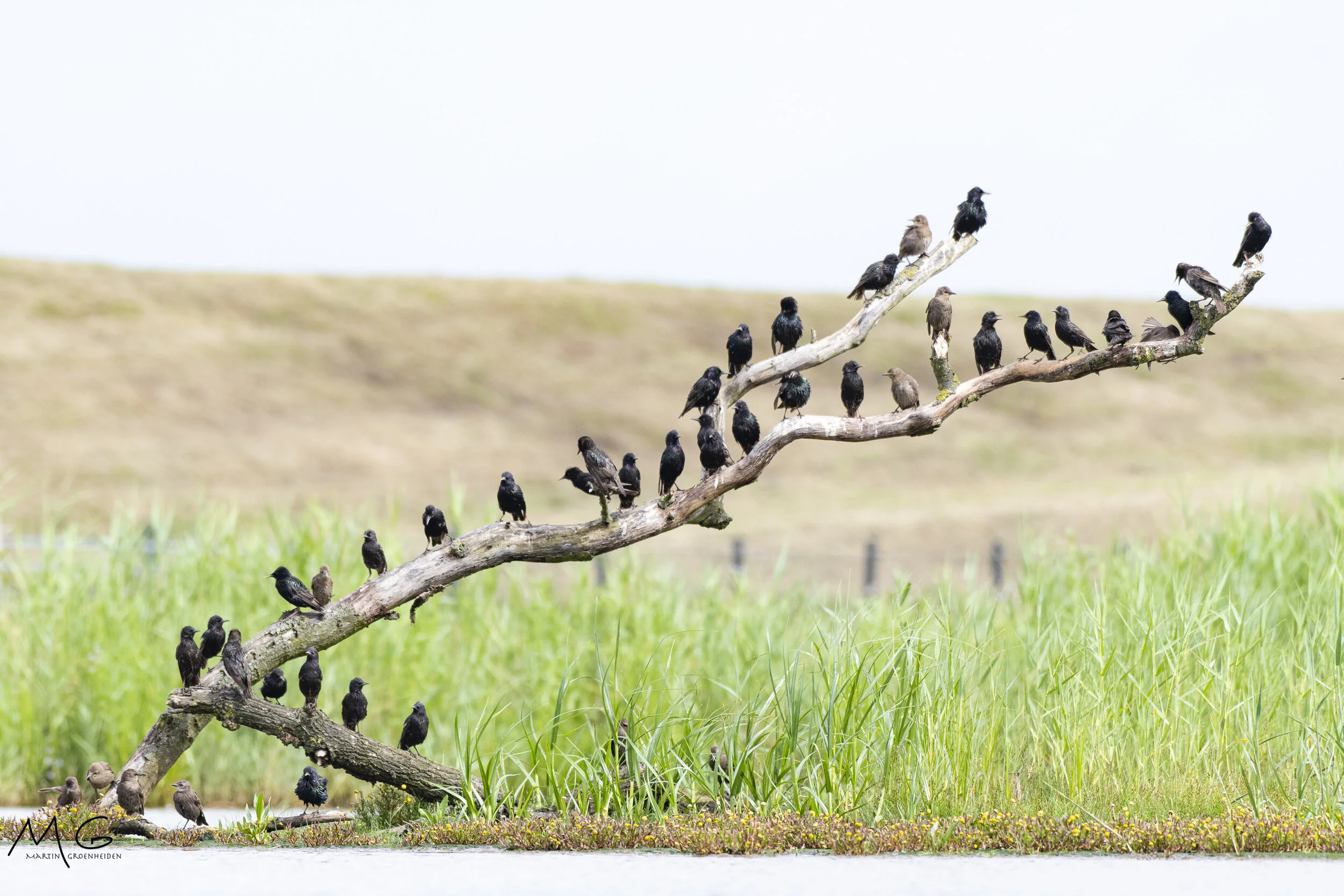 A group of small black and brown birds perched on a leaning horizontal tree branch over a grassy area, with a blurred natural landscape background.
