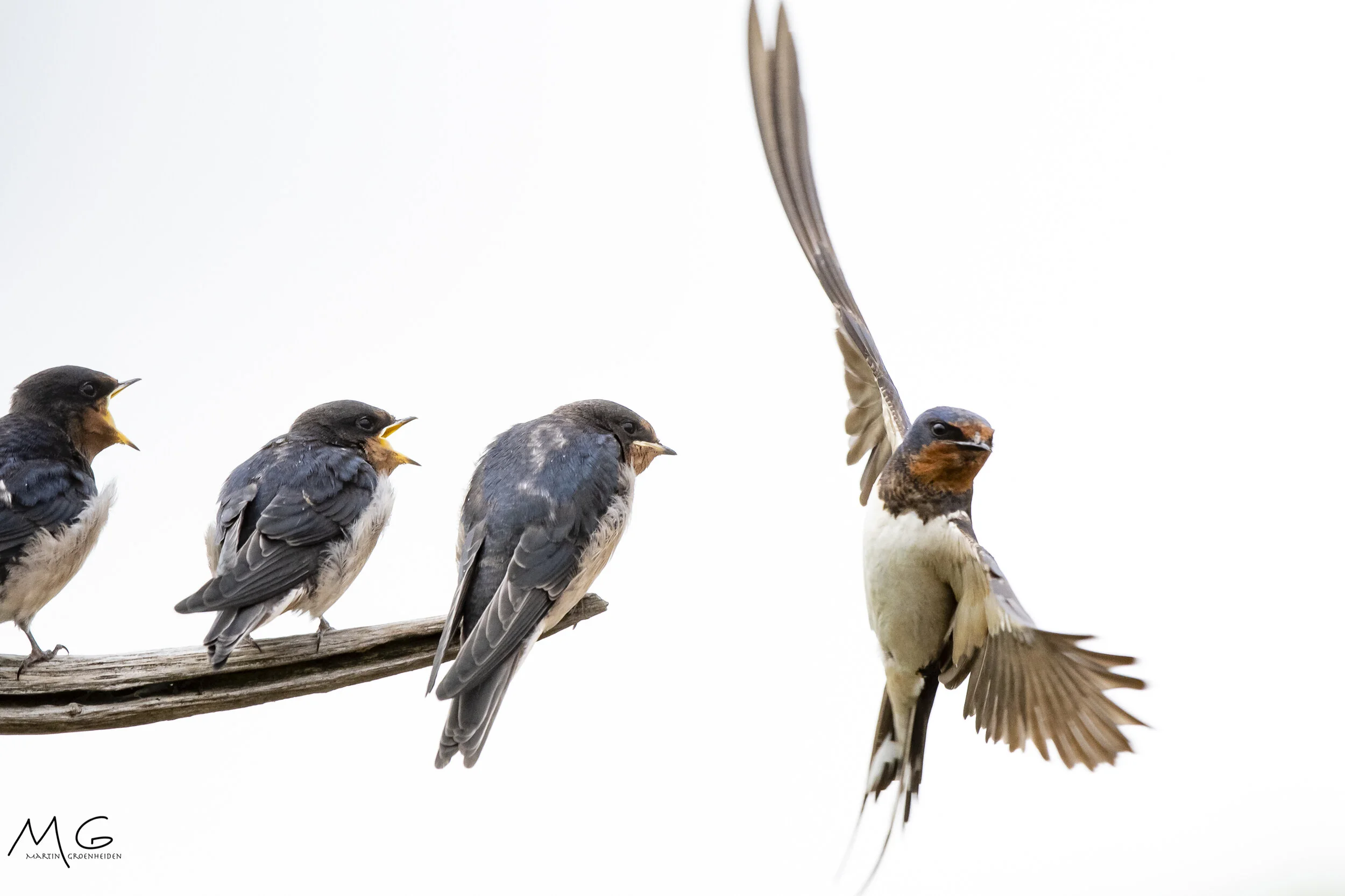 Four birds perched on a branch, with one bird in flight. The birds have brown, black, and white feathers, and the bird in flight has its wings spread.