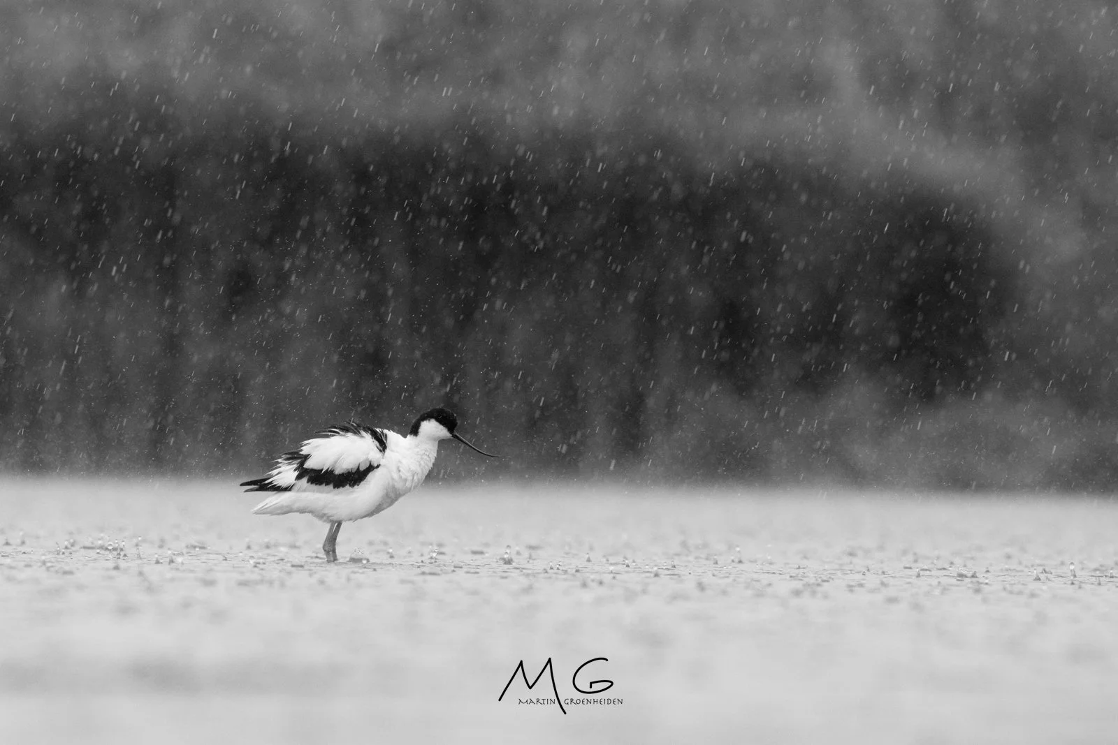 A solitary black and white bird standing on snow under heavy rain, with a blurred dark background.