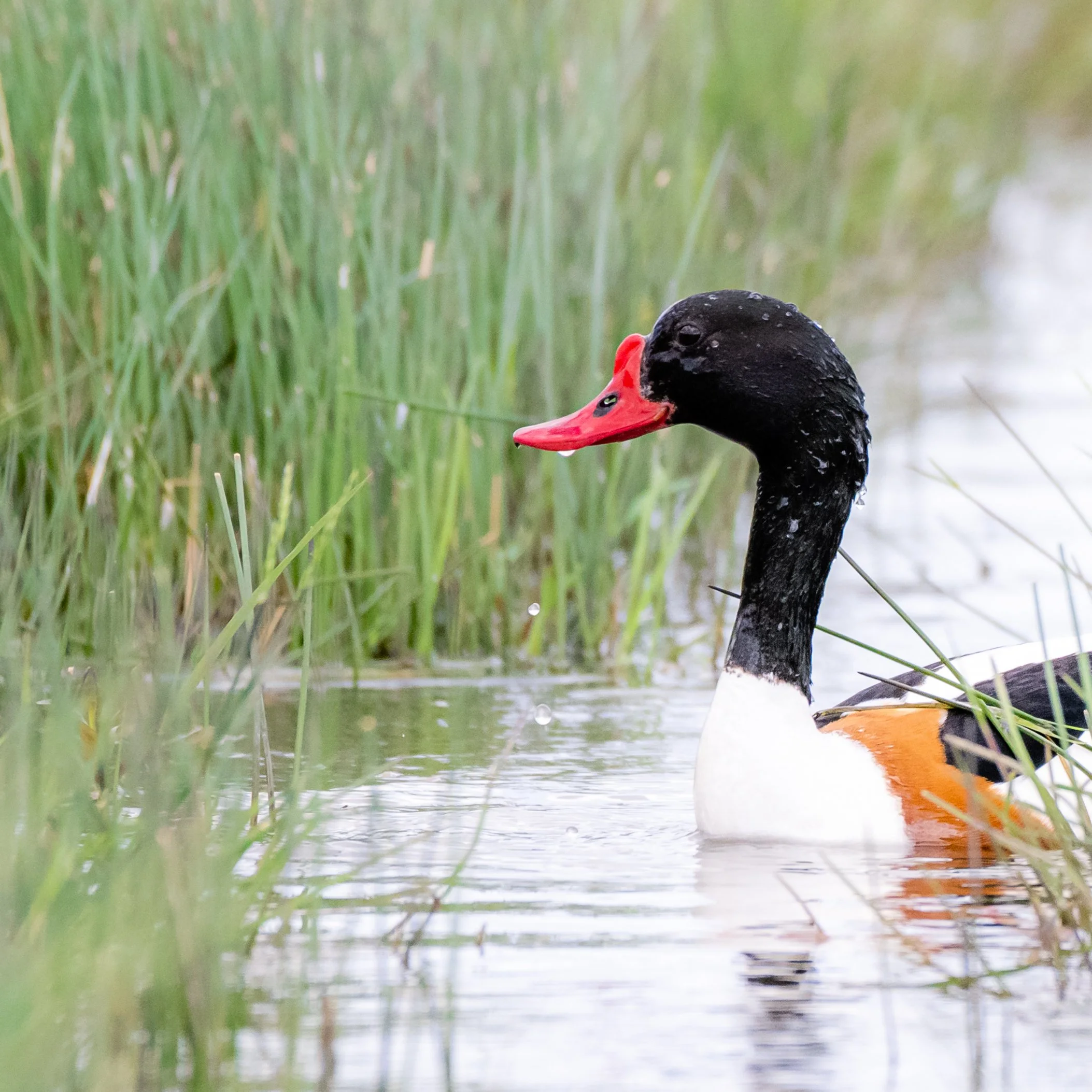 A male greater scaup duck swimming in a marshy area with green grass and water.