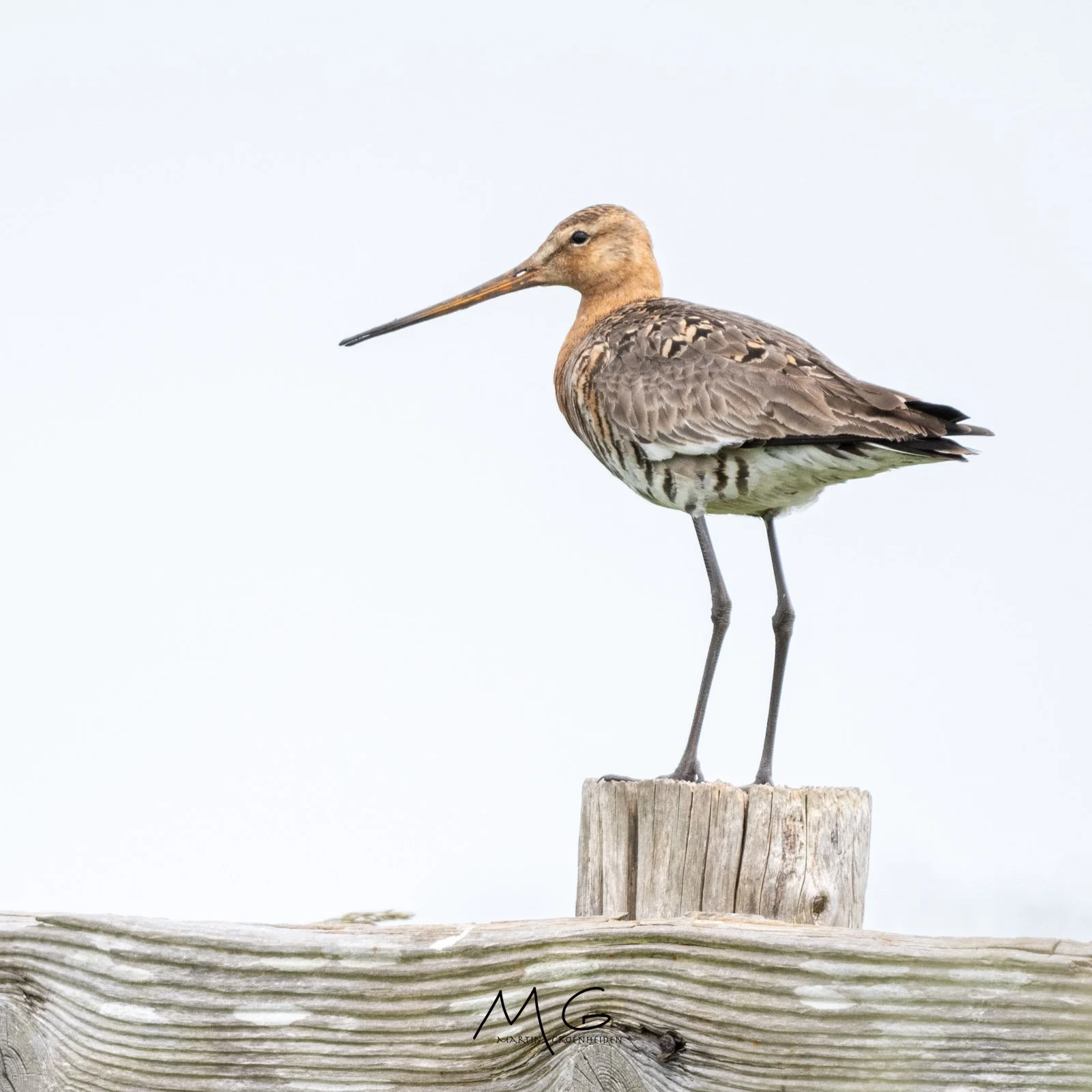 A long-legged bird with a brown and cream feather pattern perched on a weathered wooden post.