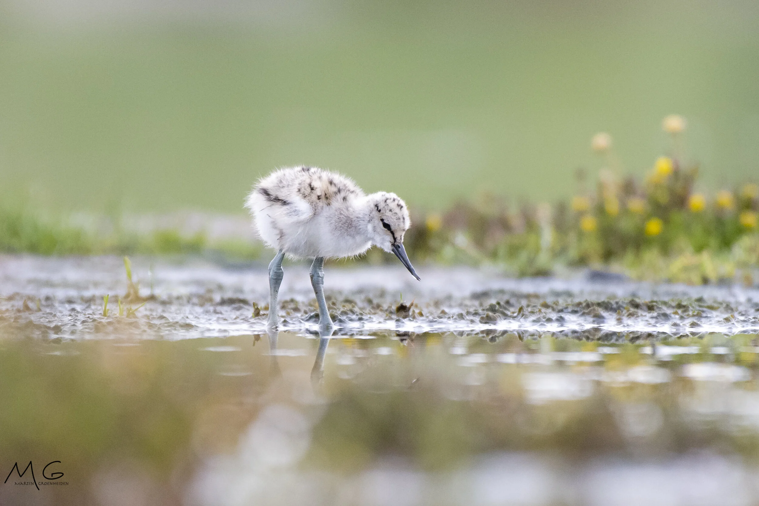 A baby bird with fluffy feathers and long legs stands in shallow water, looking down.
