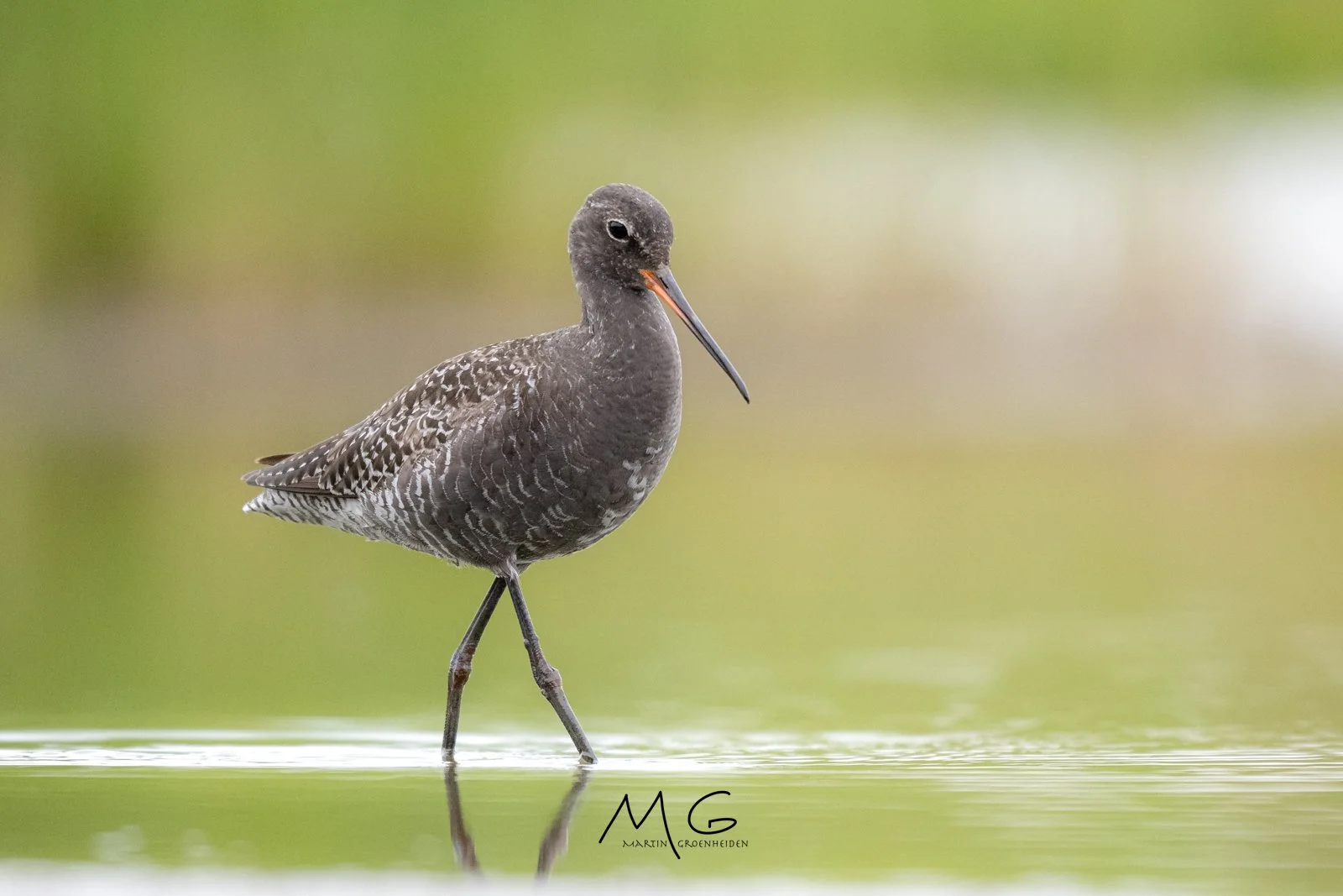 A shorebird wading in shallow water, with a gray-and-brown speckled body, long black legs, a slender long black and orange beak, and a gray head against a blurred green background.