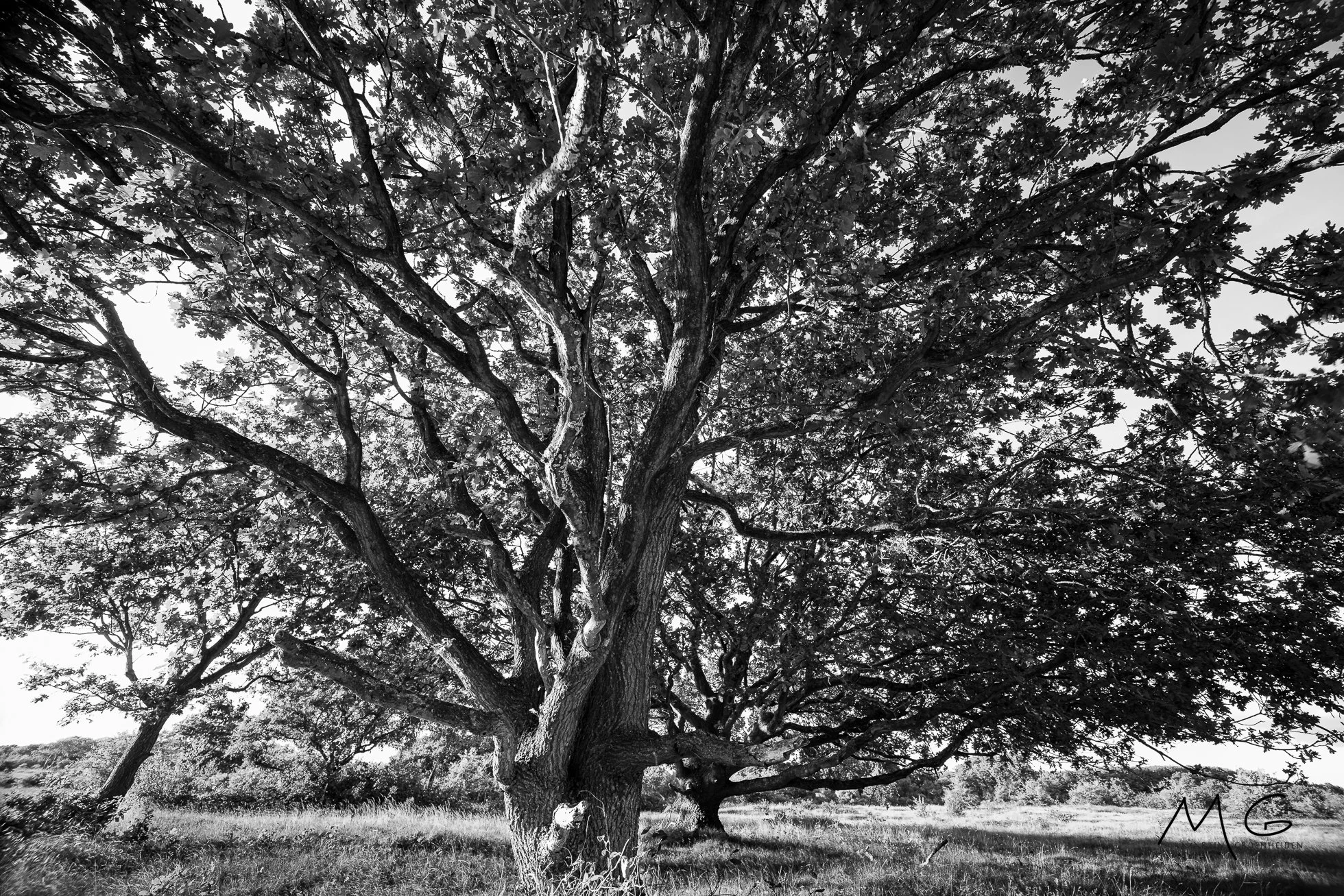 A large, mature tree with wide-reaching branches in a grassy field, in black and white.