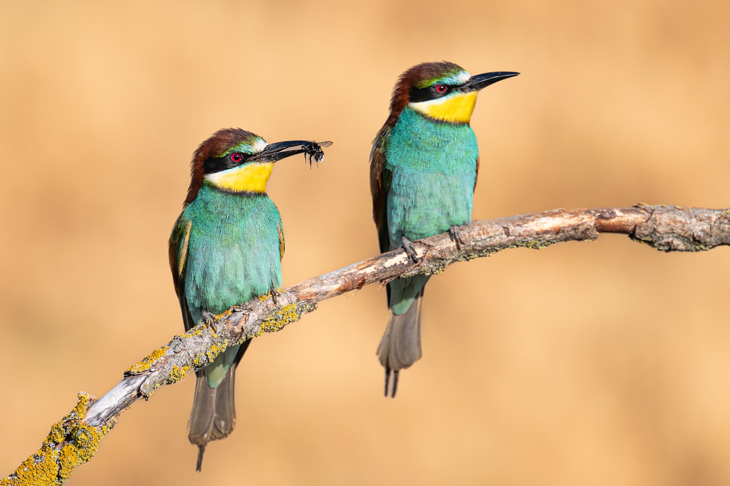 beeeater, bijeneters, Hongarije