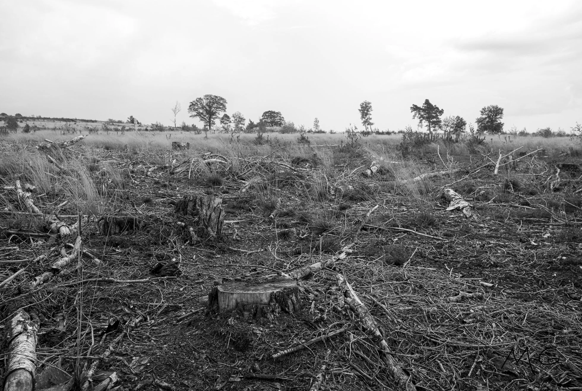 A black and white photo of a deforested area with tree stumps, branches, and debris scattered across the ground, with a few trees remaining in the distance under a cloudy sky.