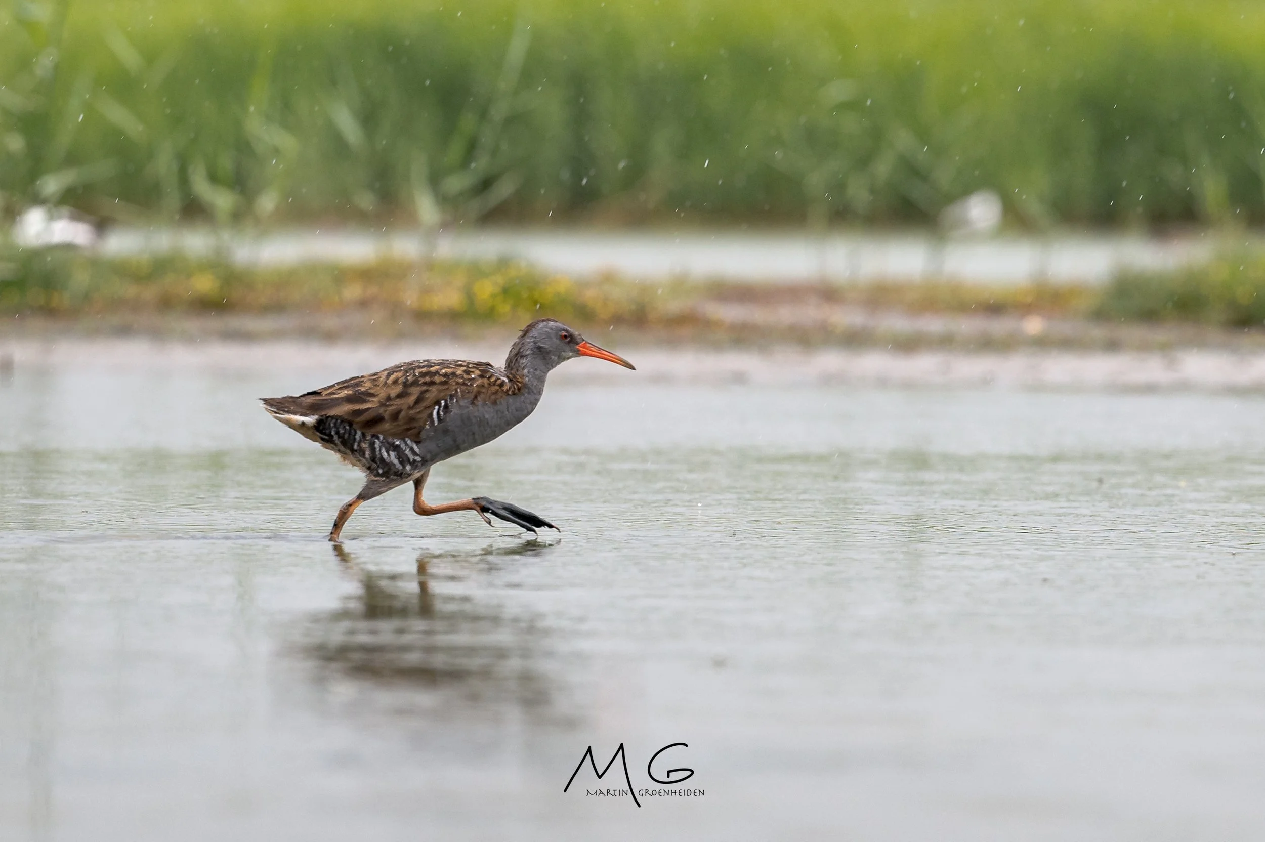 A waterbird, likely a shorebird, wading in shallow water with green vegetation in the background.