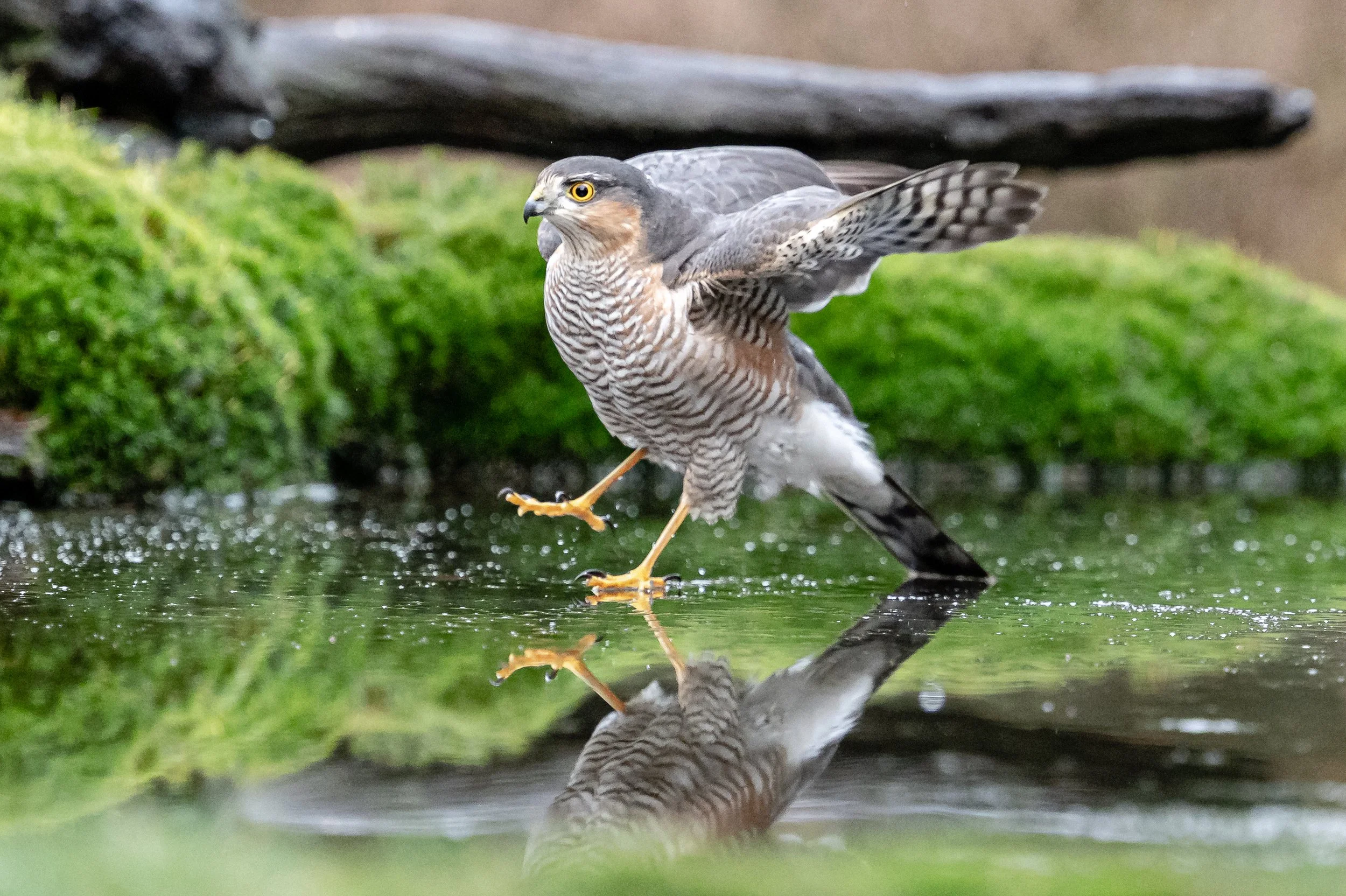 sparrowhawk on ice