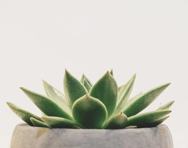 Lotus+Flower.jpg