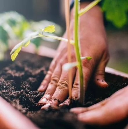 Planting Seeds.jpg
