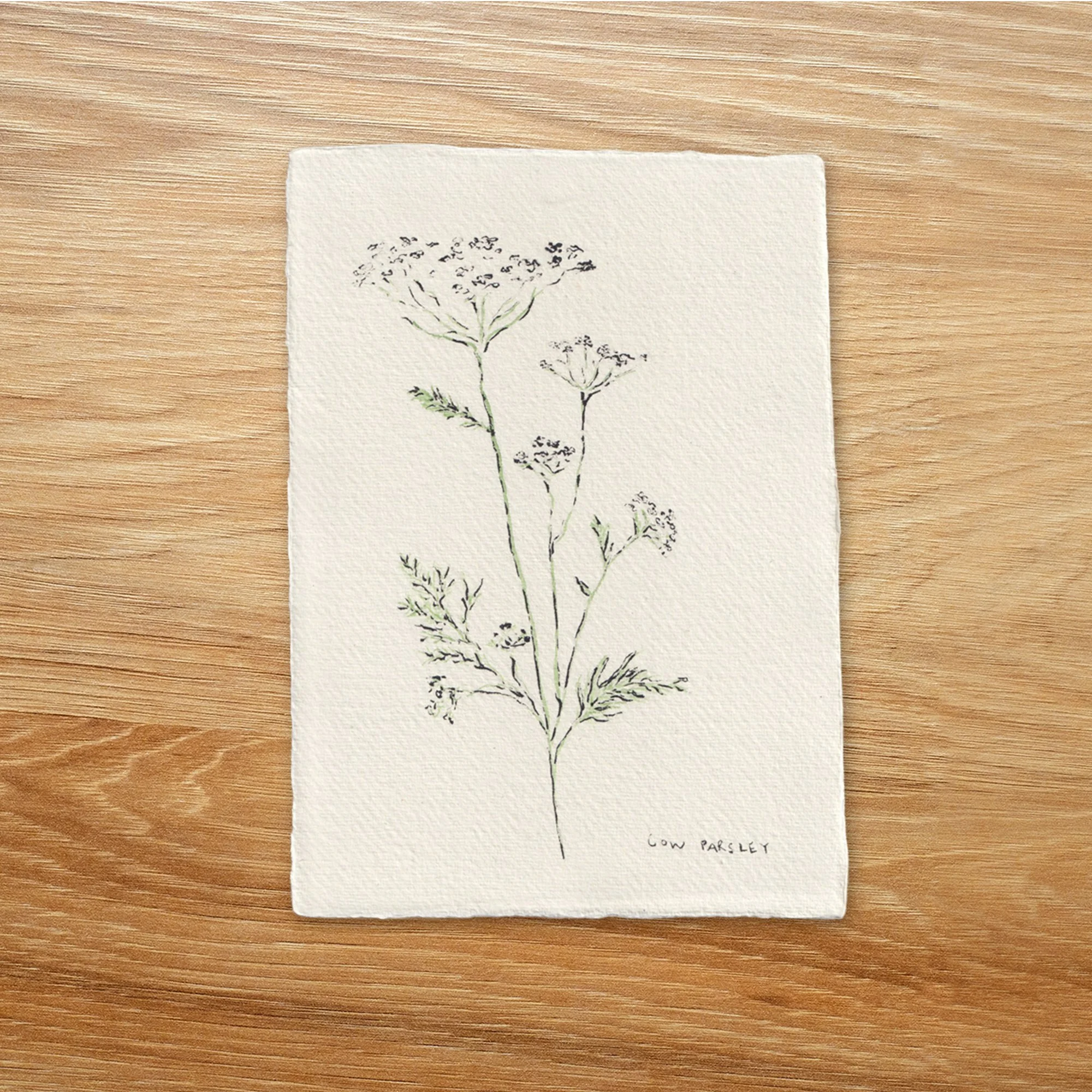 Cow Parsley