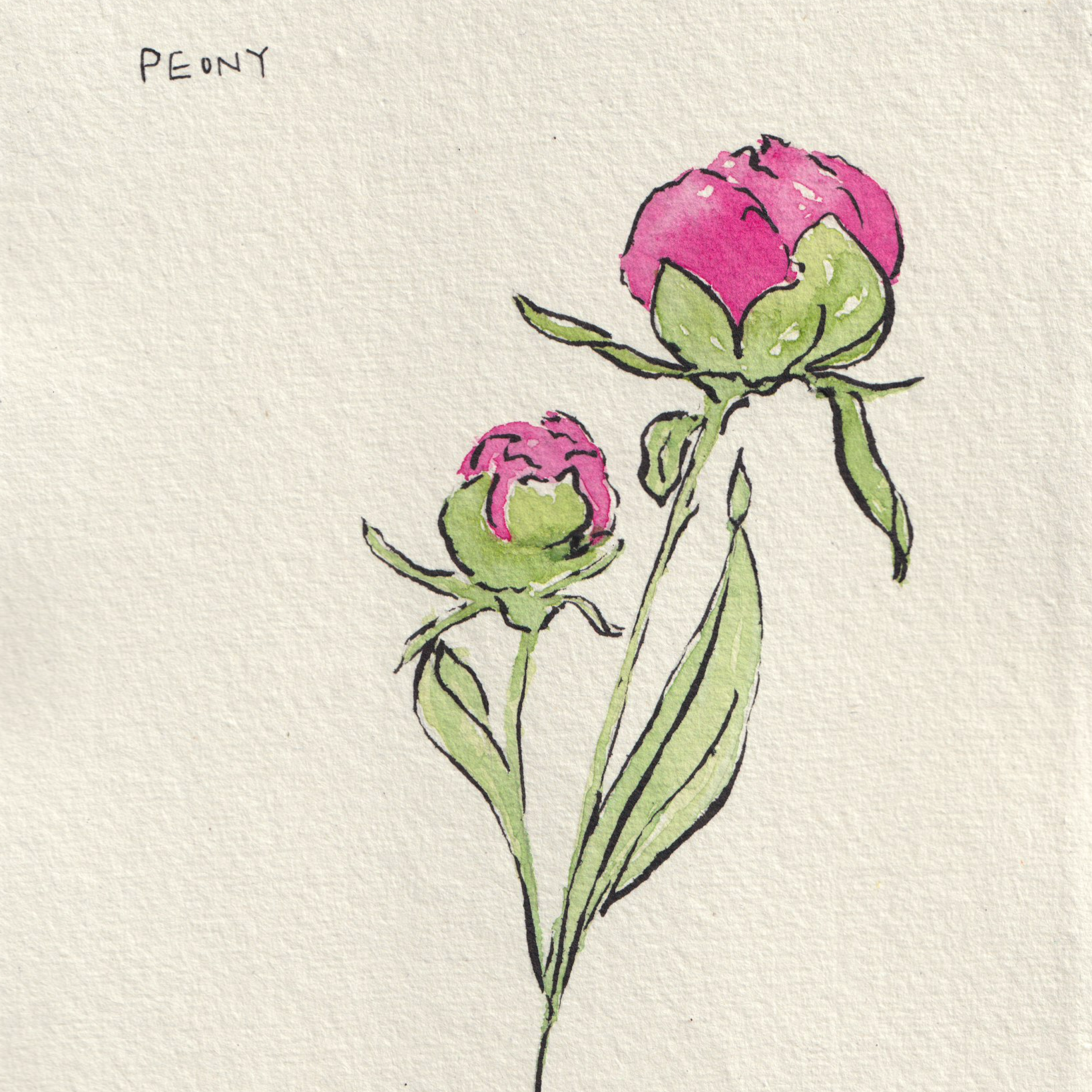 Peony+no+background.png