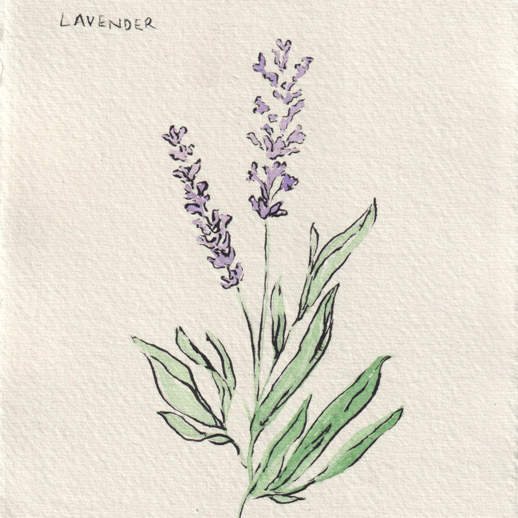 Lavender+no+background.png