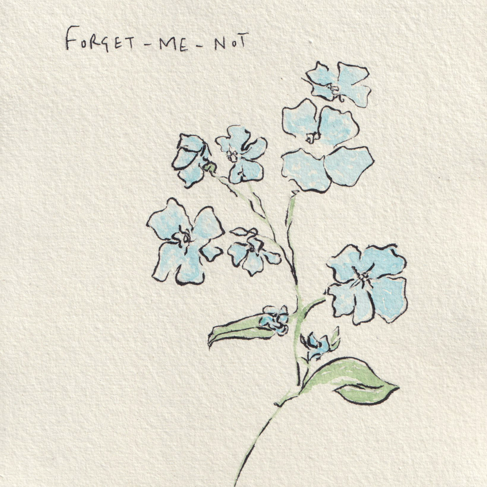Forget-Me-Not+no+background.png