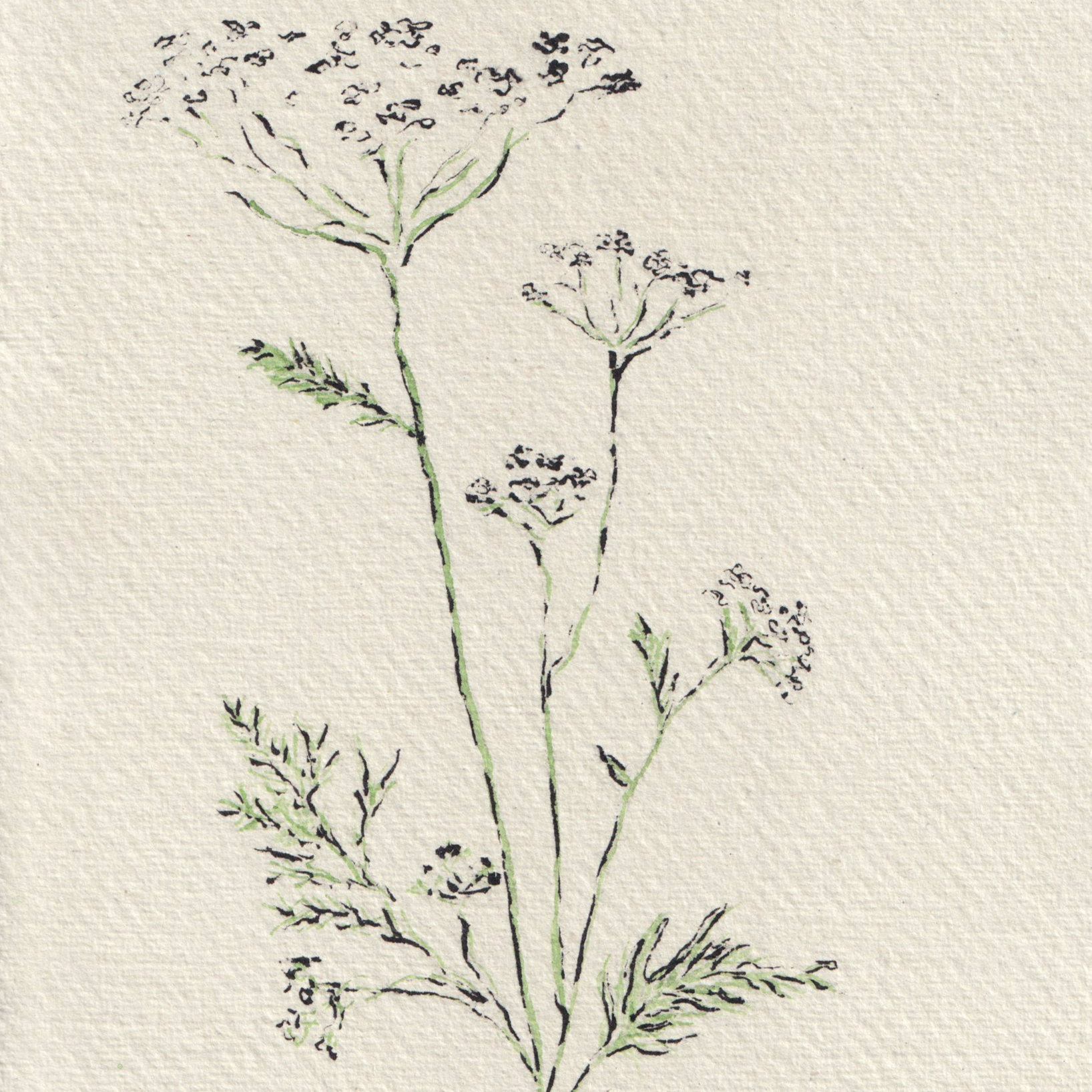 Cow+Parsley+no+background.png