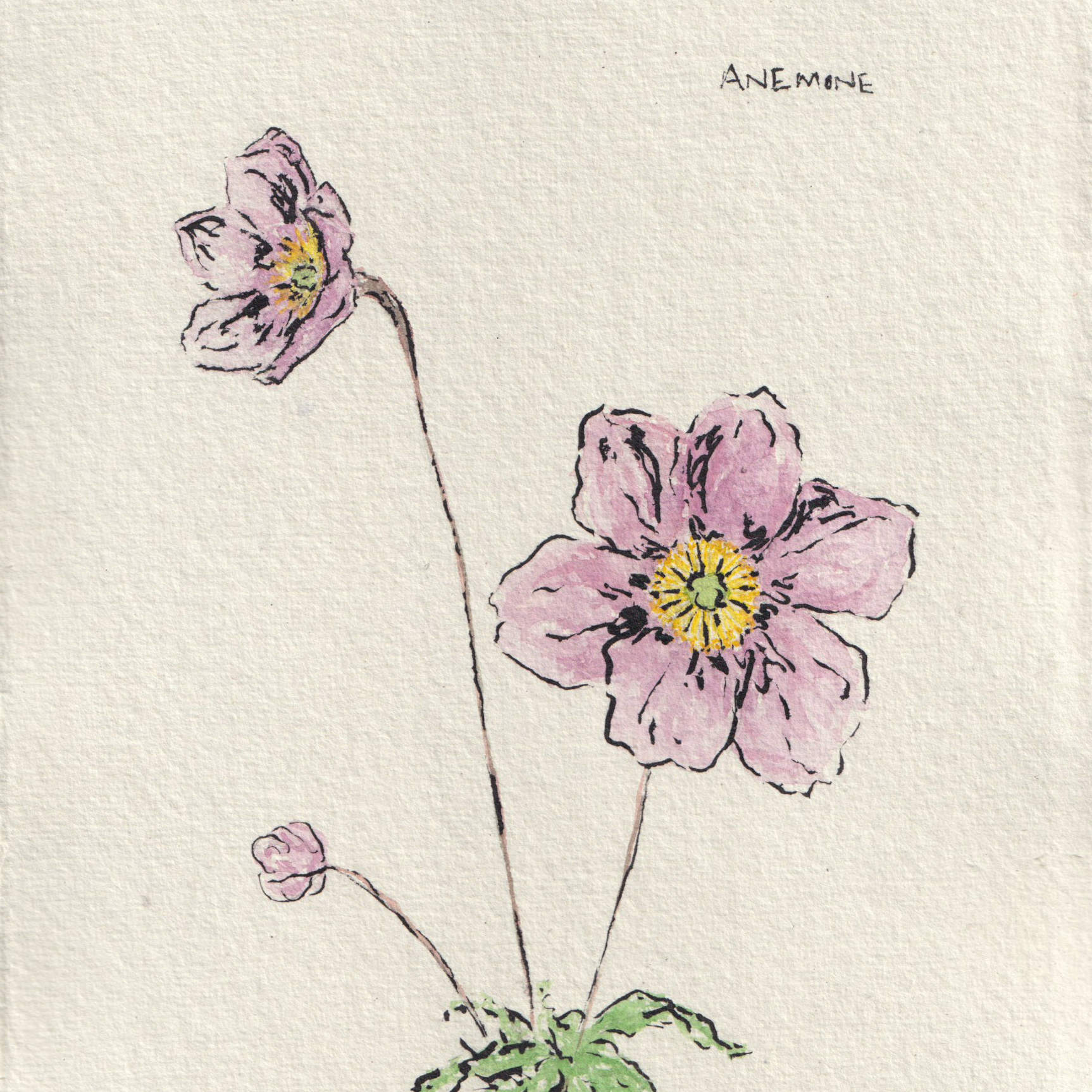 Anenome+no+background.png