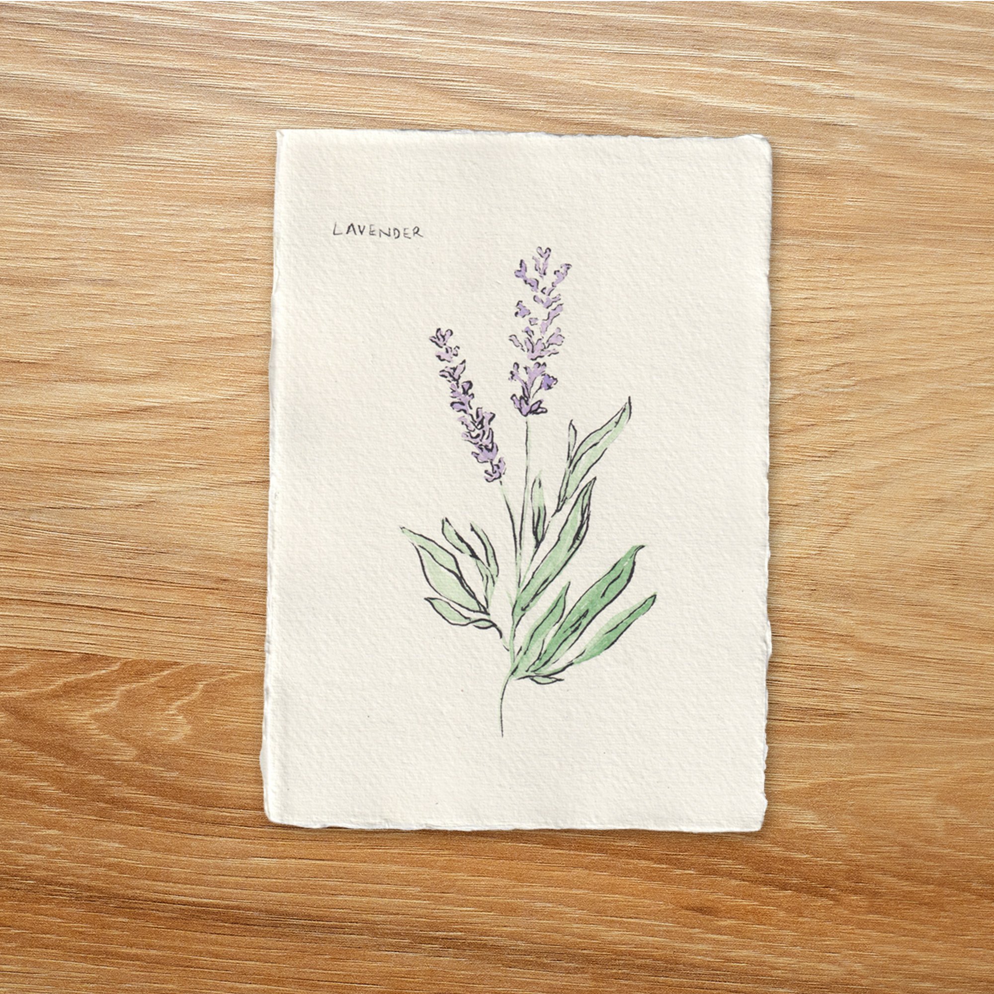 Lavender