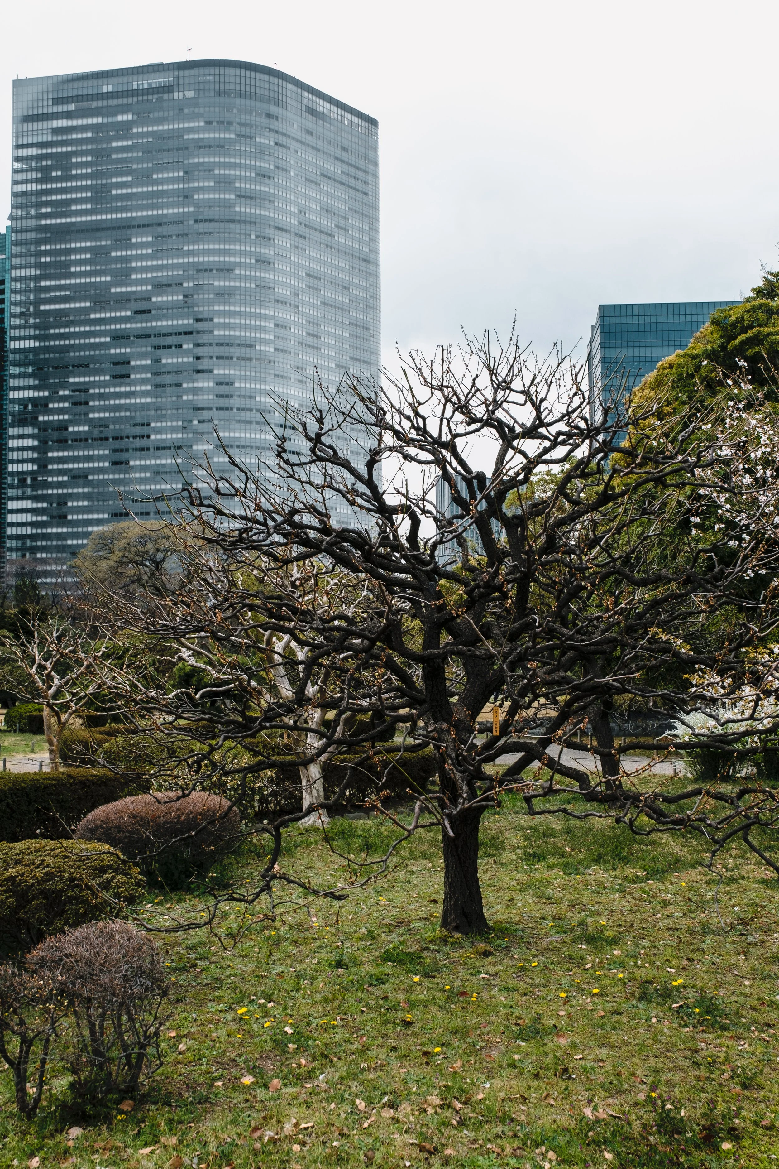Hamarikyu Gardens, Tokyo
