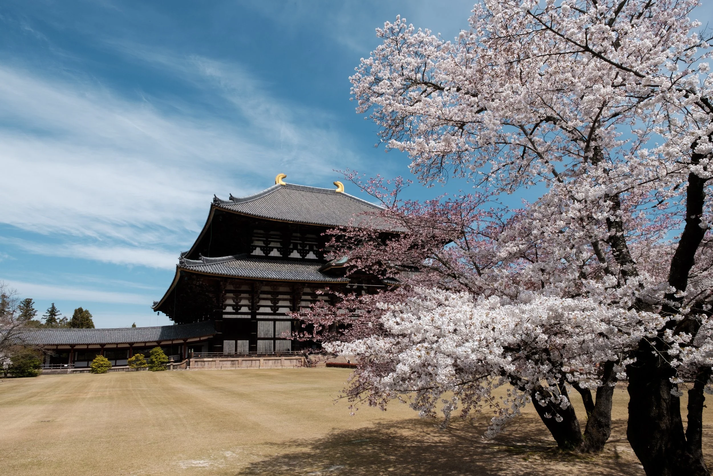 Todai-ji hofið, Nara
