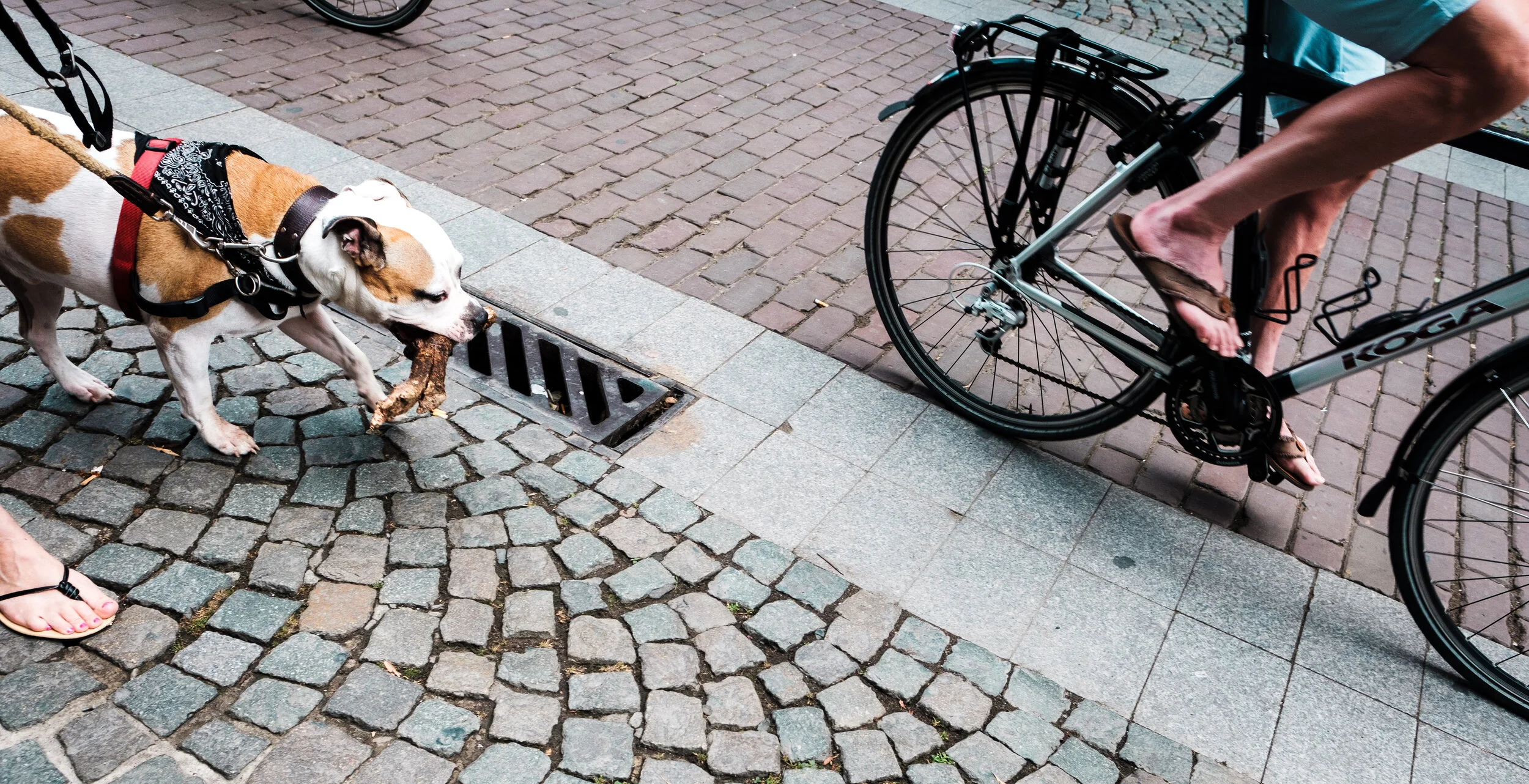 Dog with tree, Antwerpen