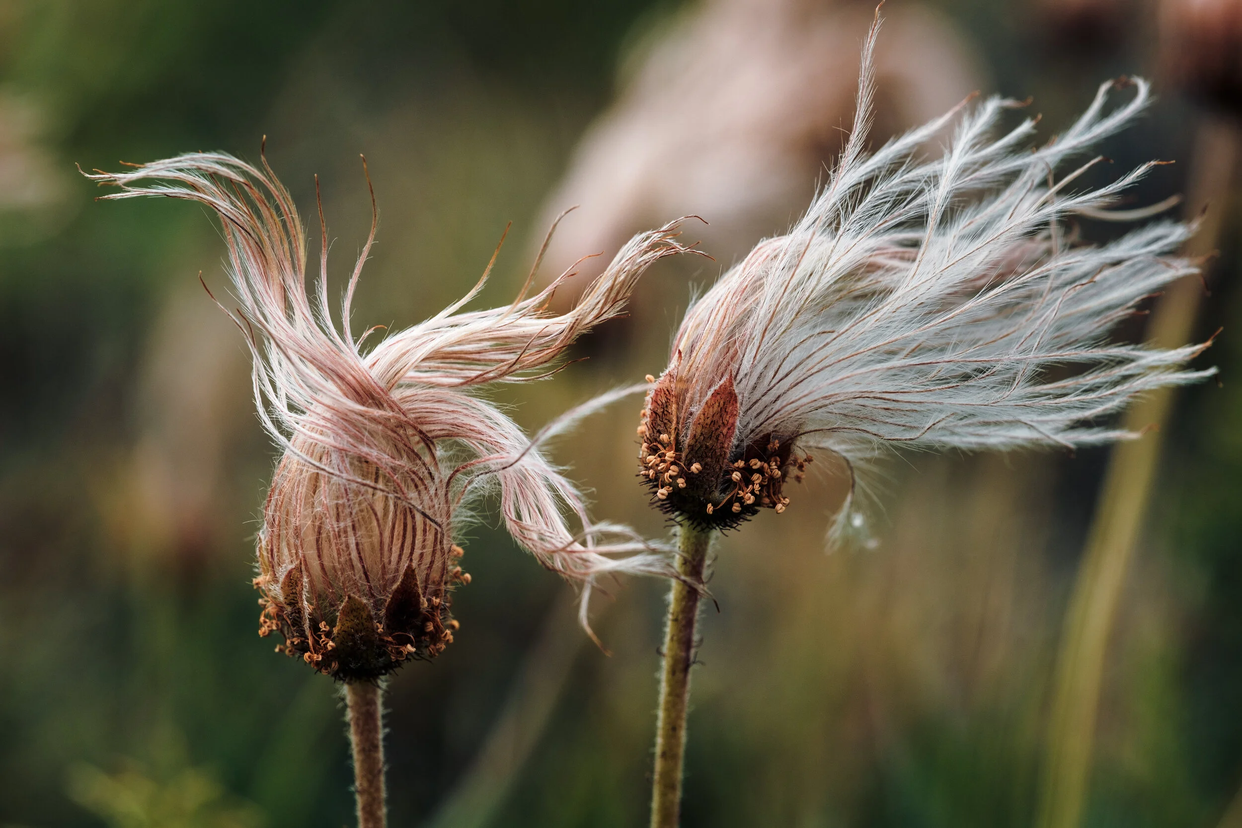 Autumn form of national flower Holtasóley