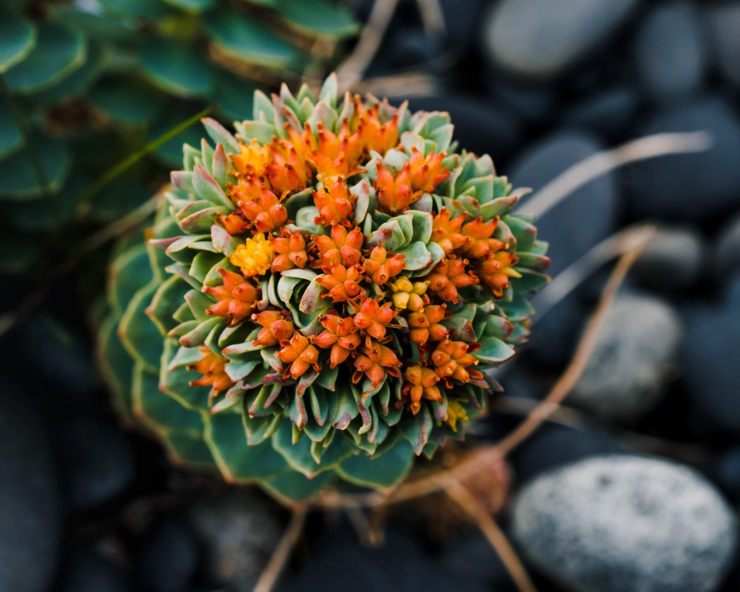 Coastal flower at Hvalnes