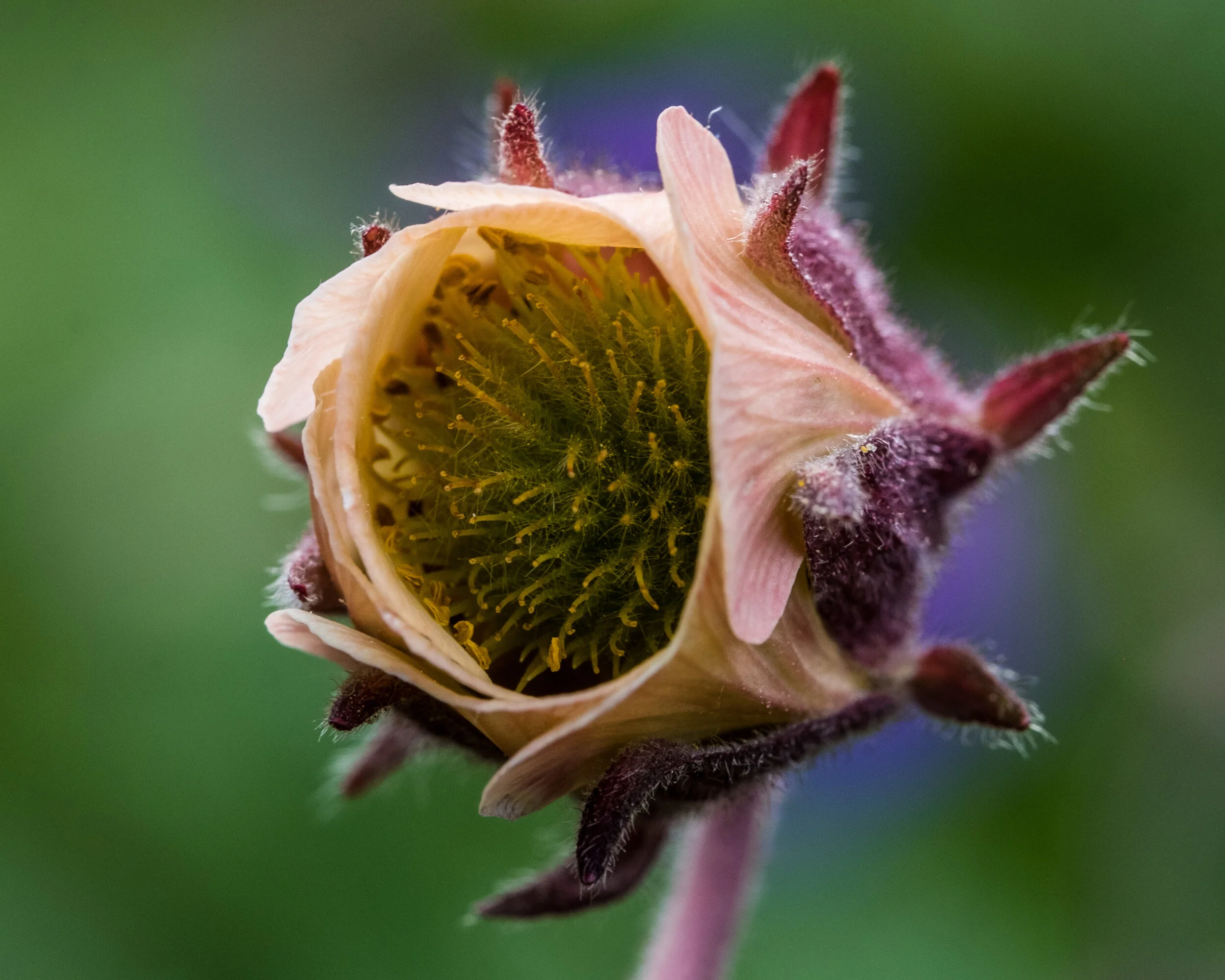 Water avens / Fjalldalafífill