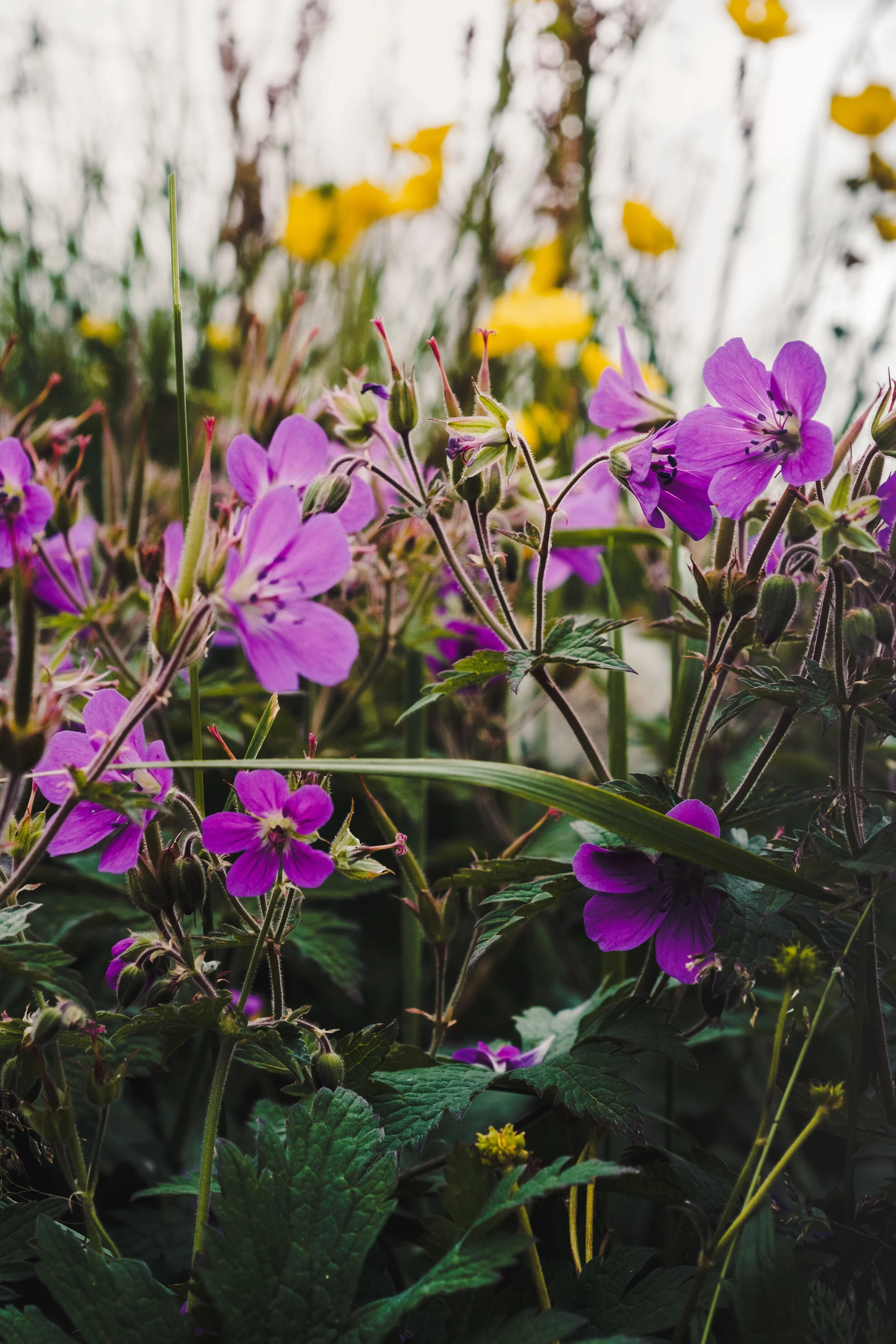 Field flowers
