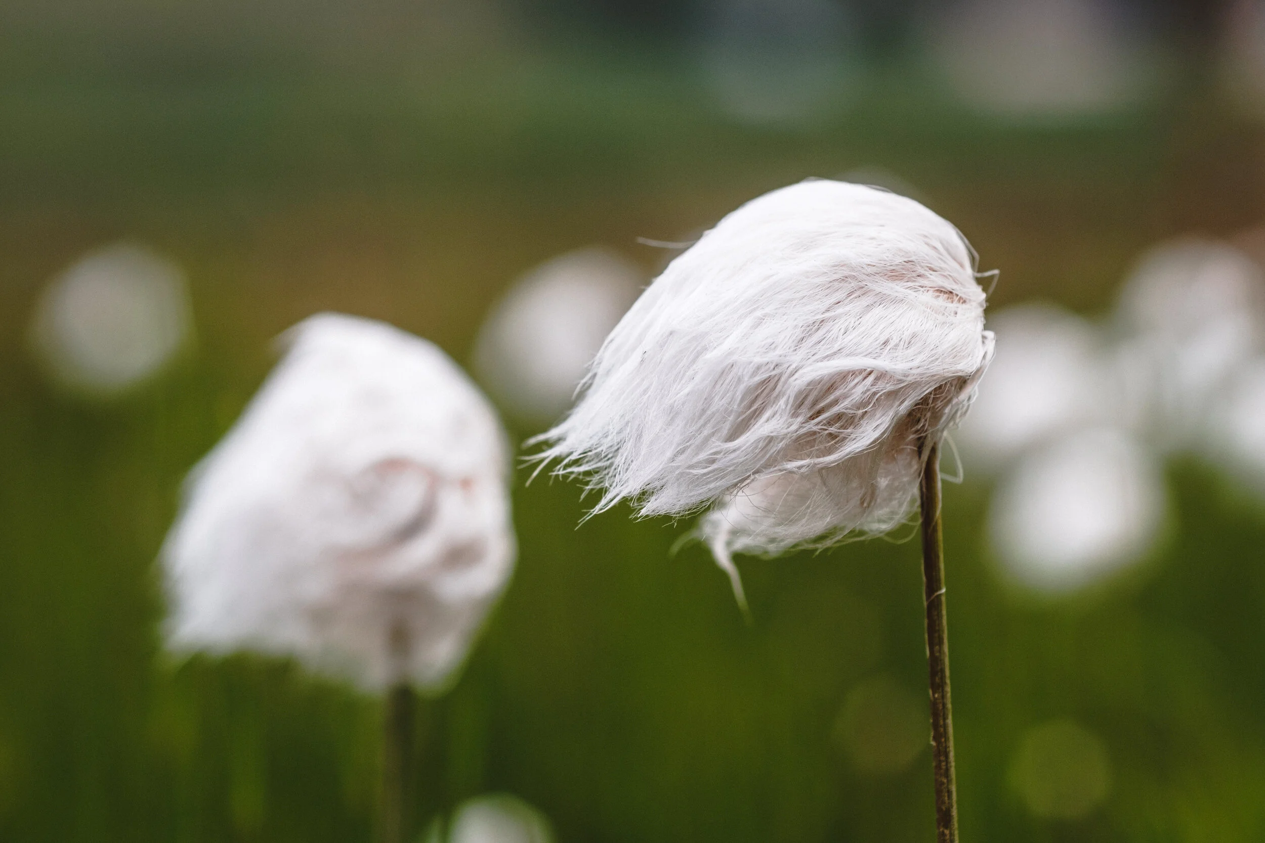 White cottongrass / Hrafnafífa