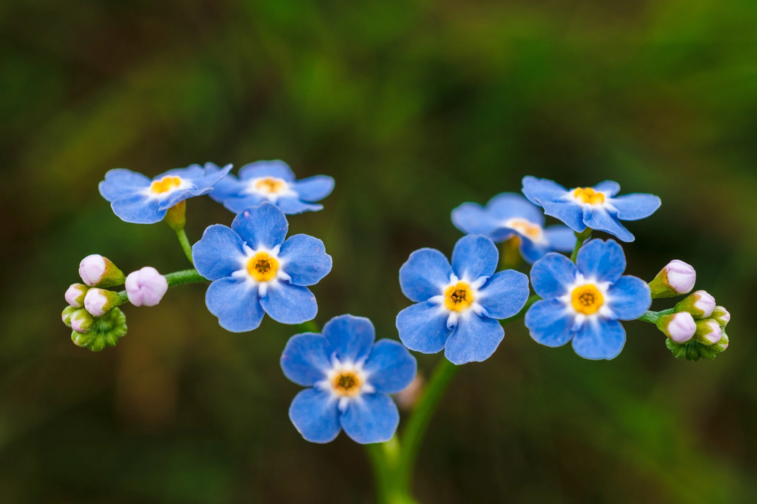 Forget-me-not / Gleym-mér-ei