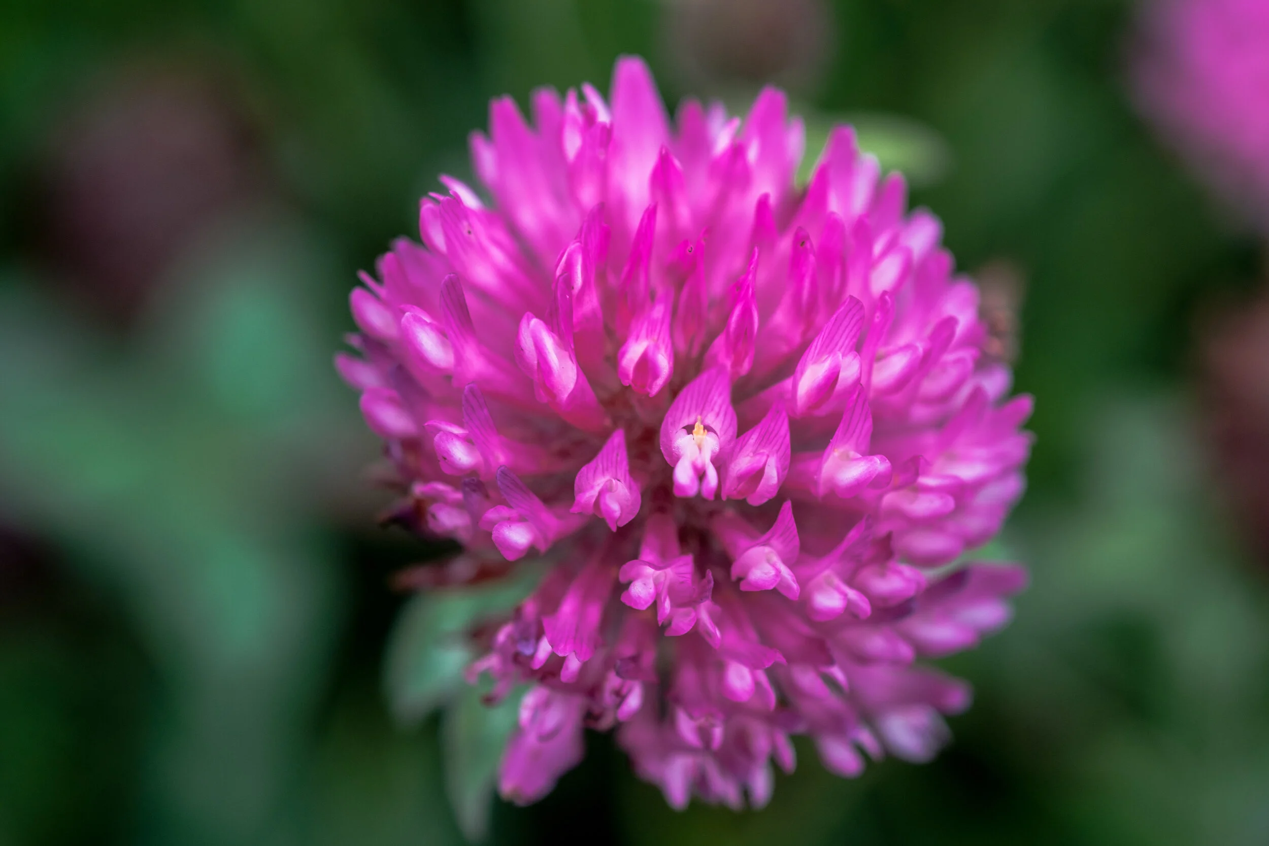 Red clover / Rauðsmári