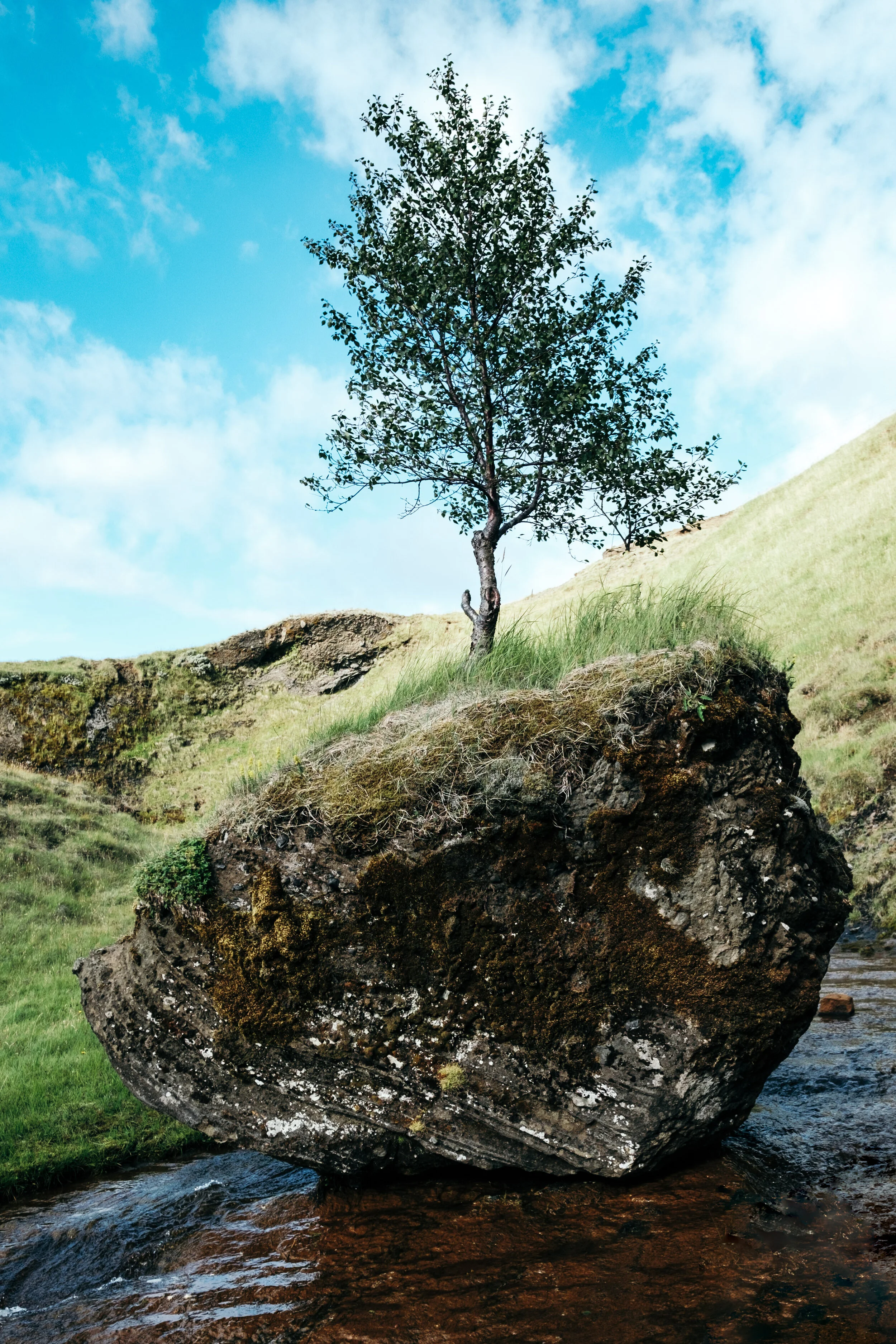 Tree on a rock in a river