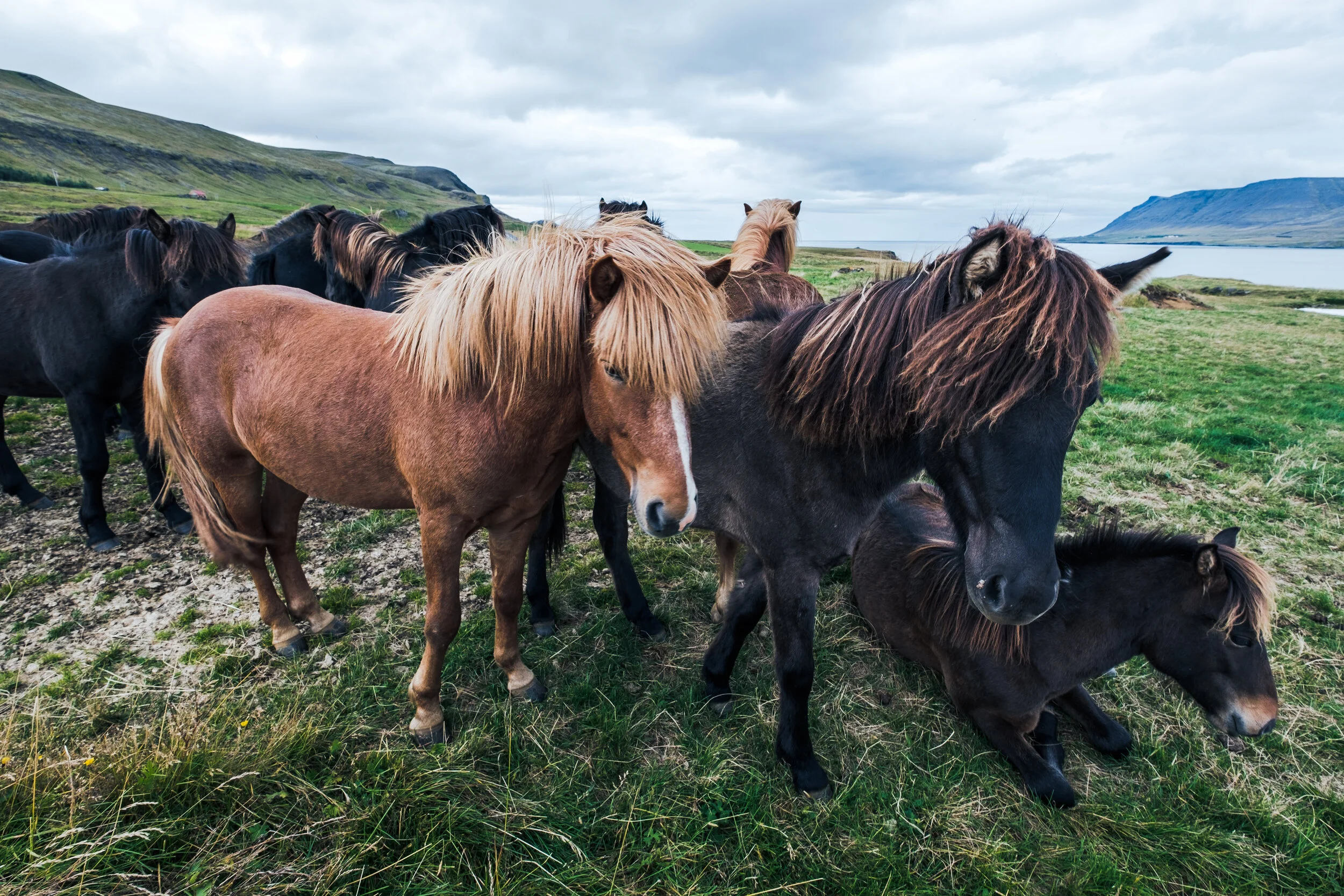 Horses in Hvalfjörður
