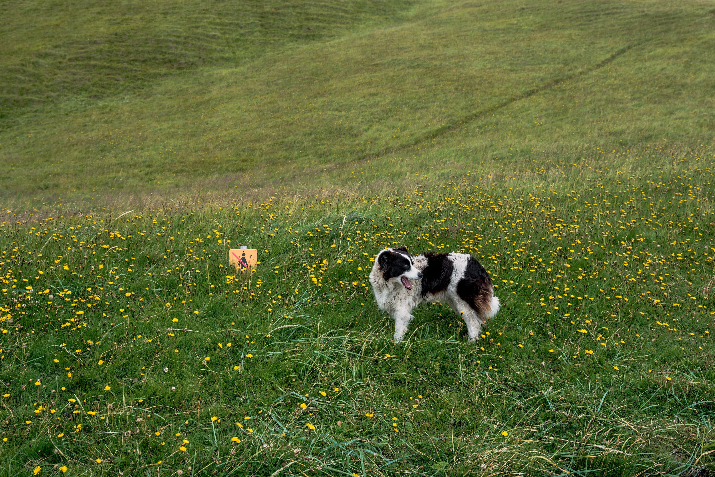 Guard dog in Reynisfjara