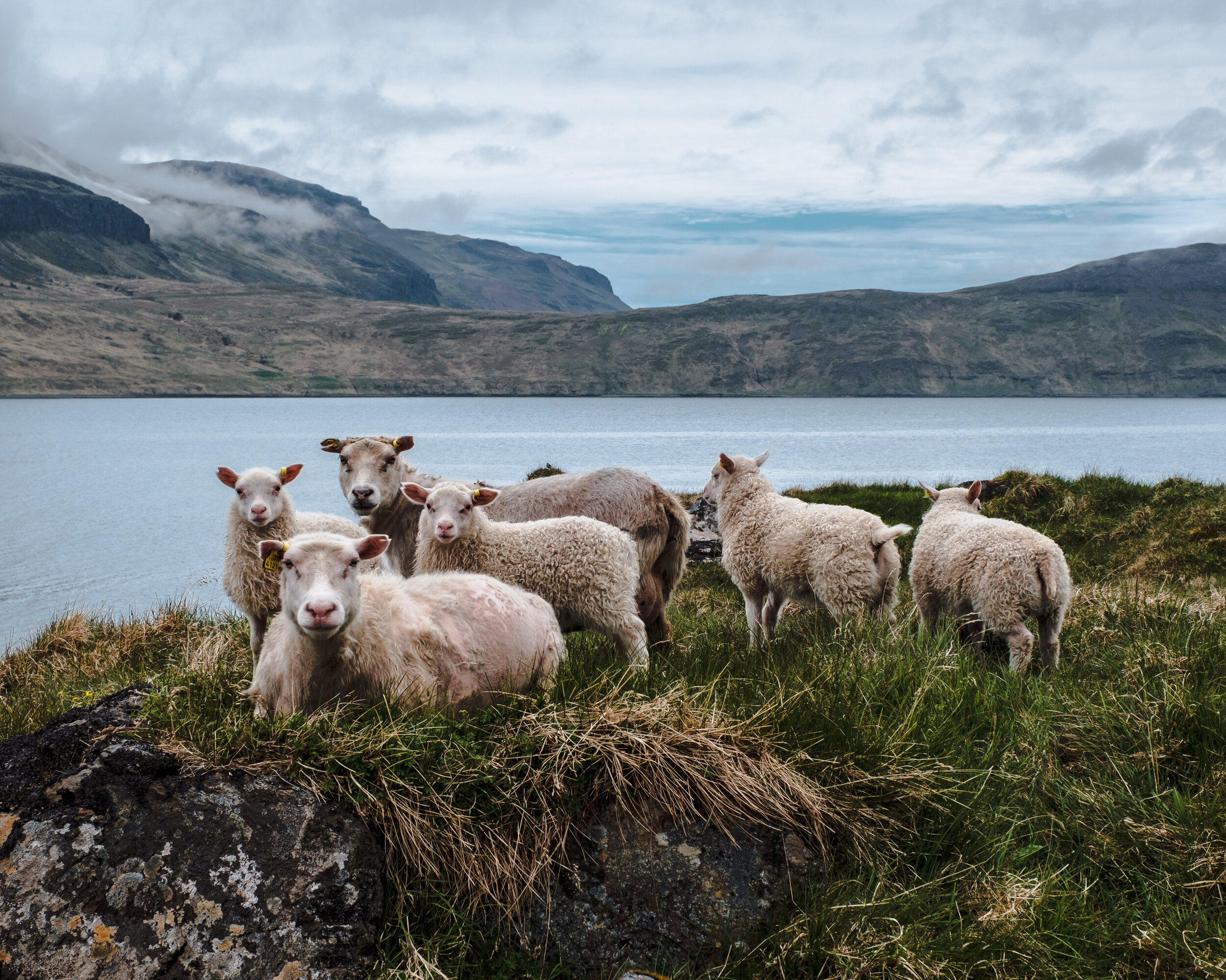 Sheep in Ingólfsfjörður