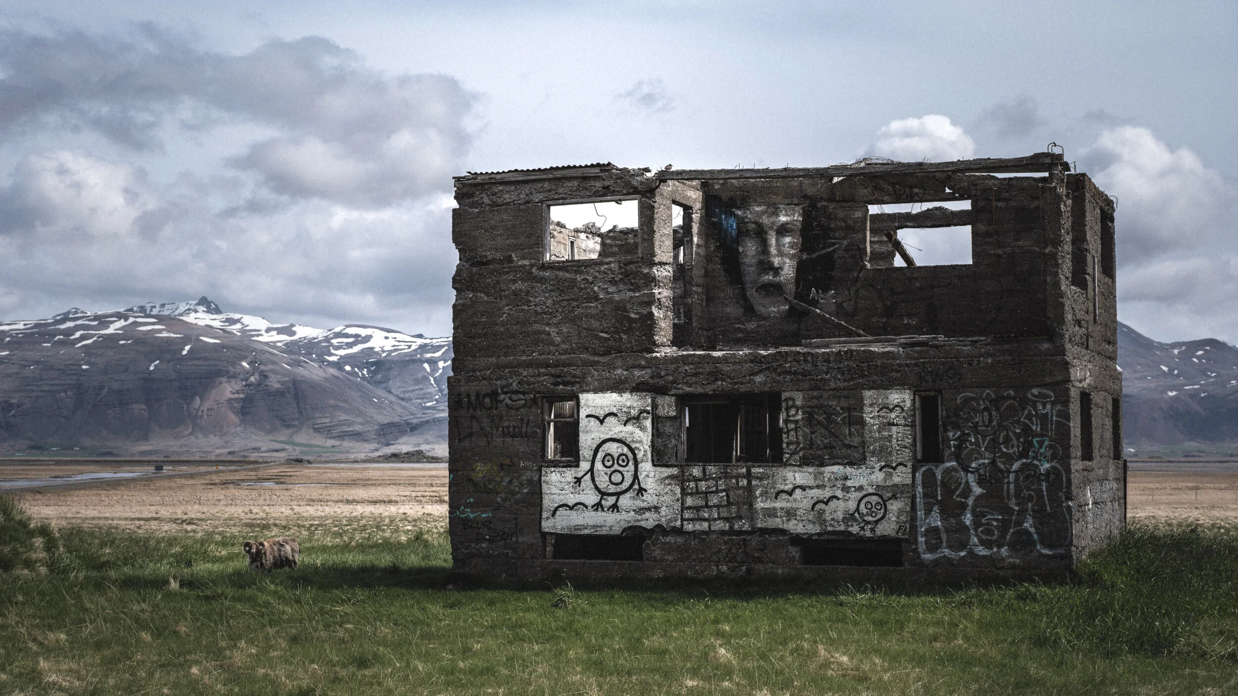Ram and ruins in Hornafjörður