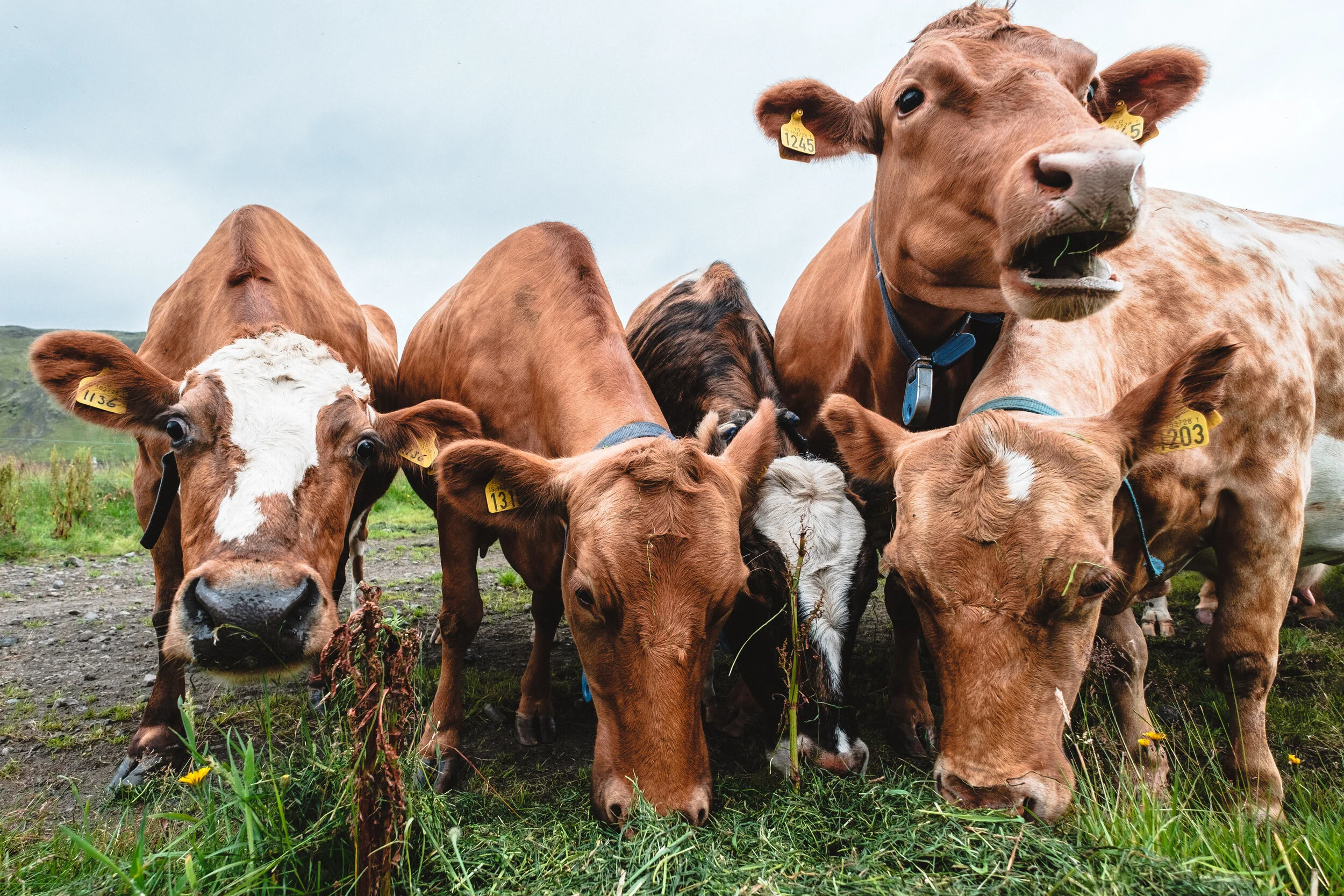 The cows at Þorvaldseyri