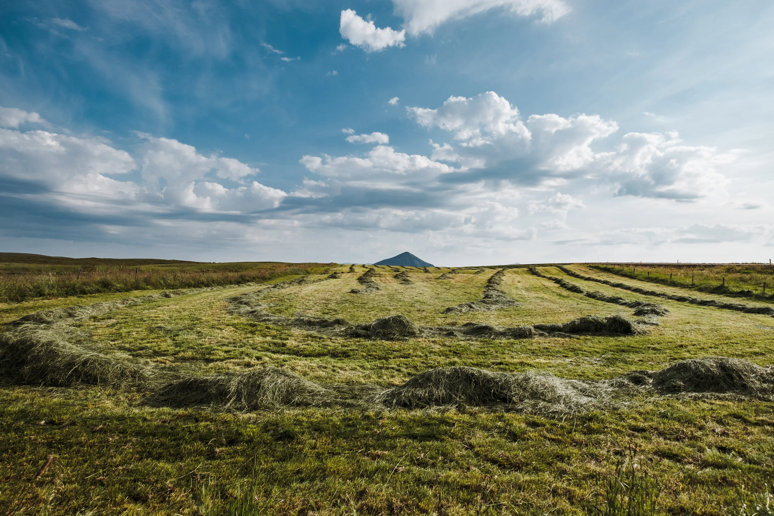 Hay near Mývatn