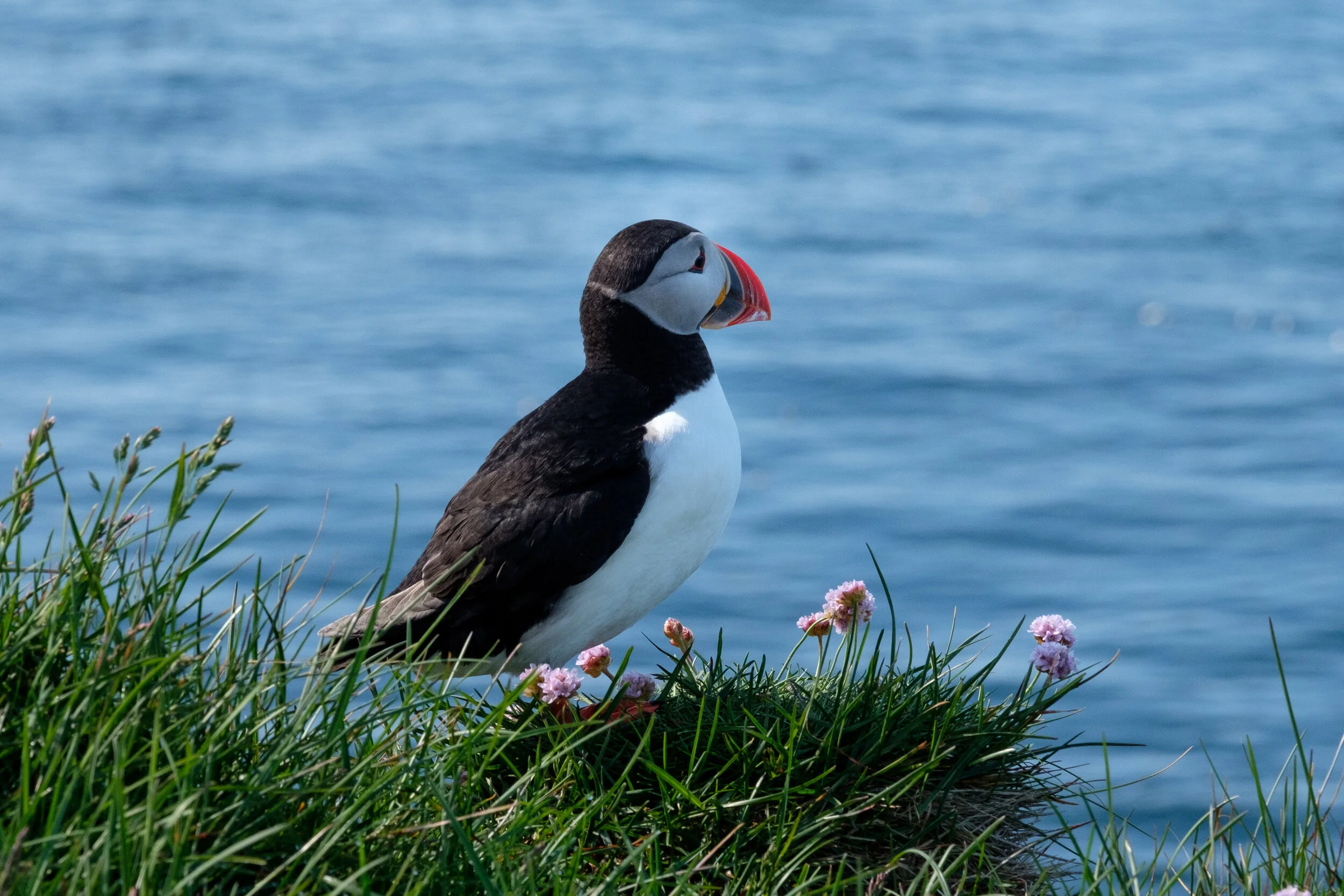 Puffin at Látrabjarg