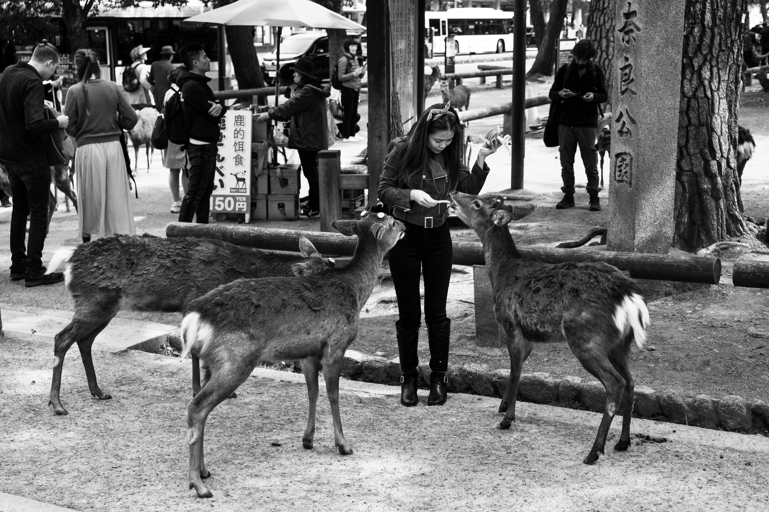 Feeding the deer in Nara