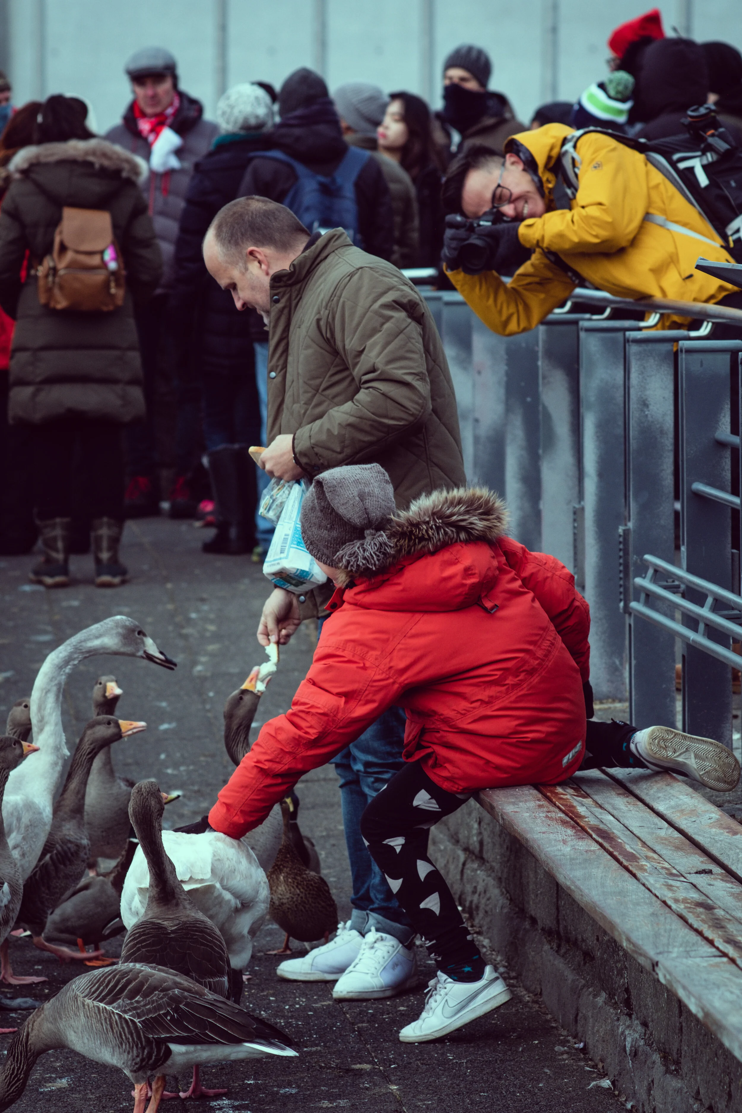 Feeding the birds in Reykjavík