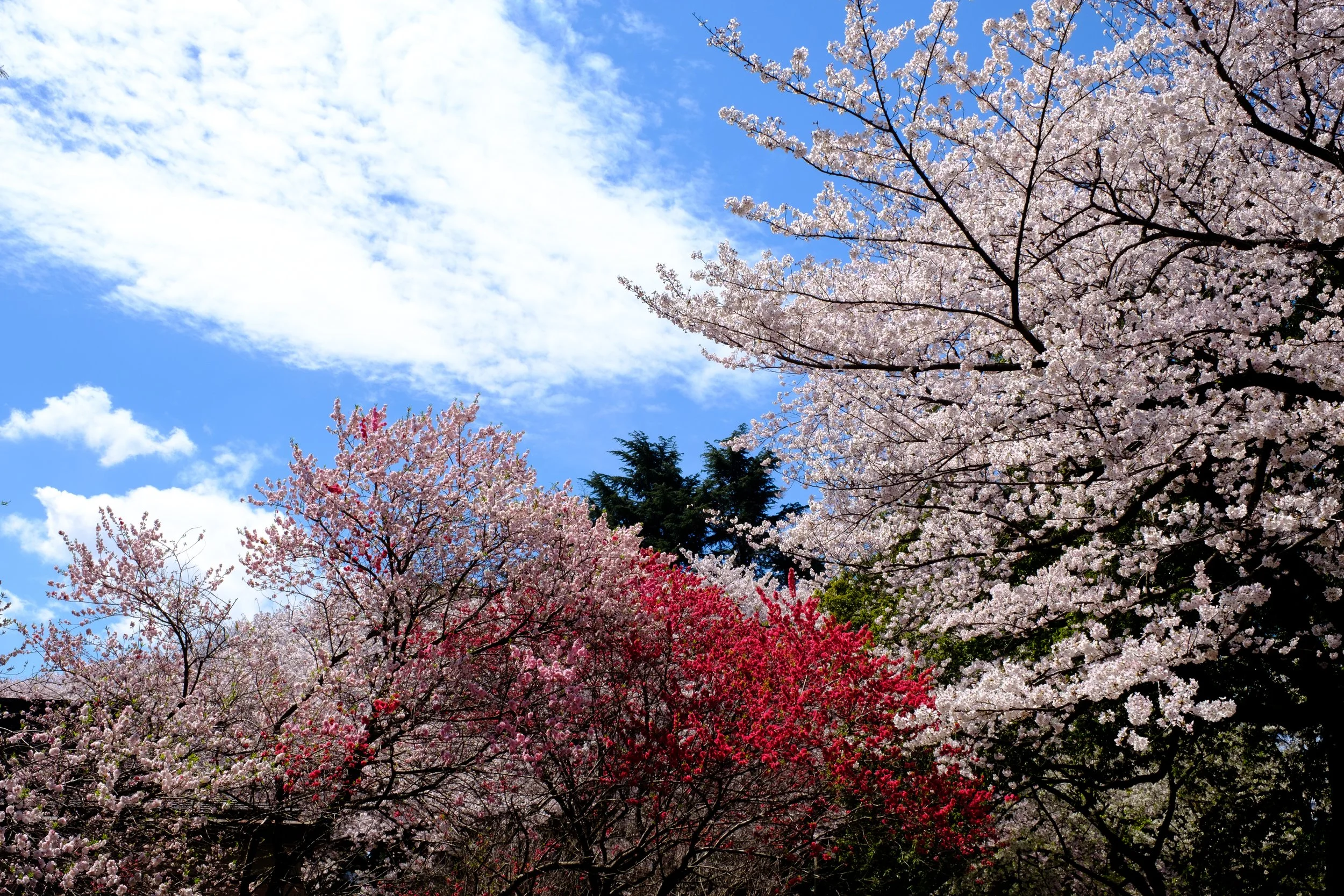 Goyen Park, Tokyo