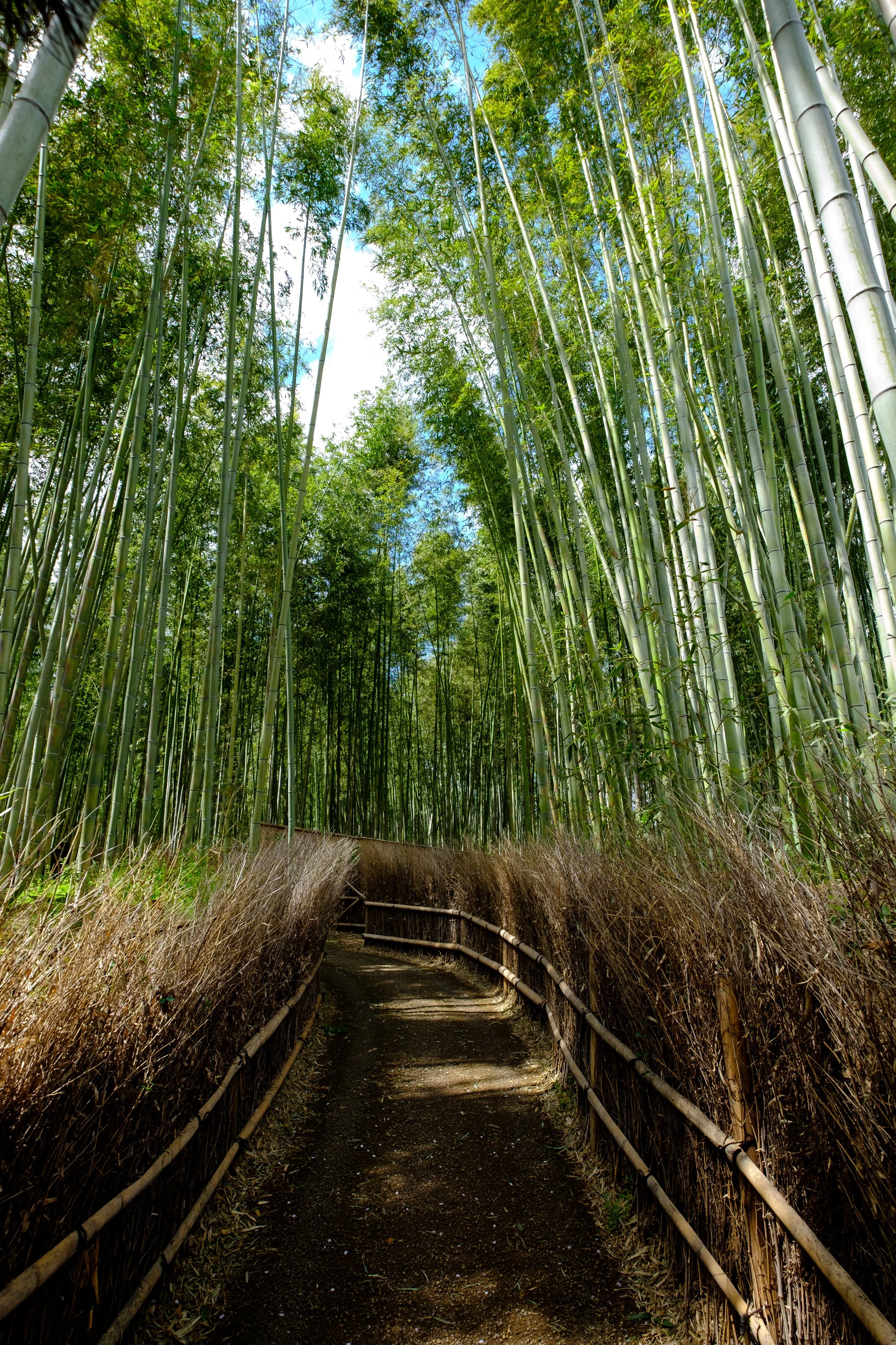 Arashiyama