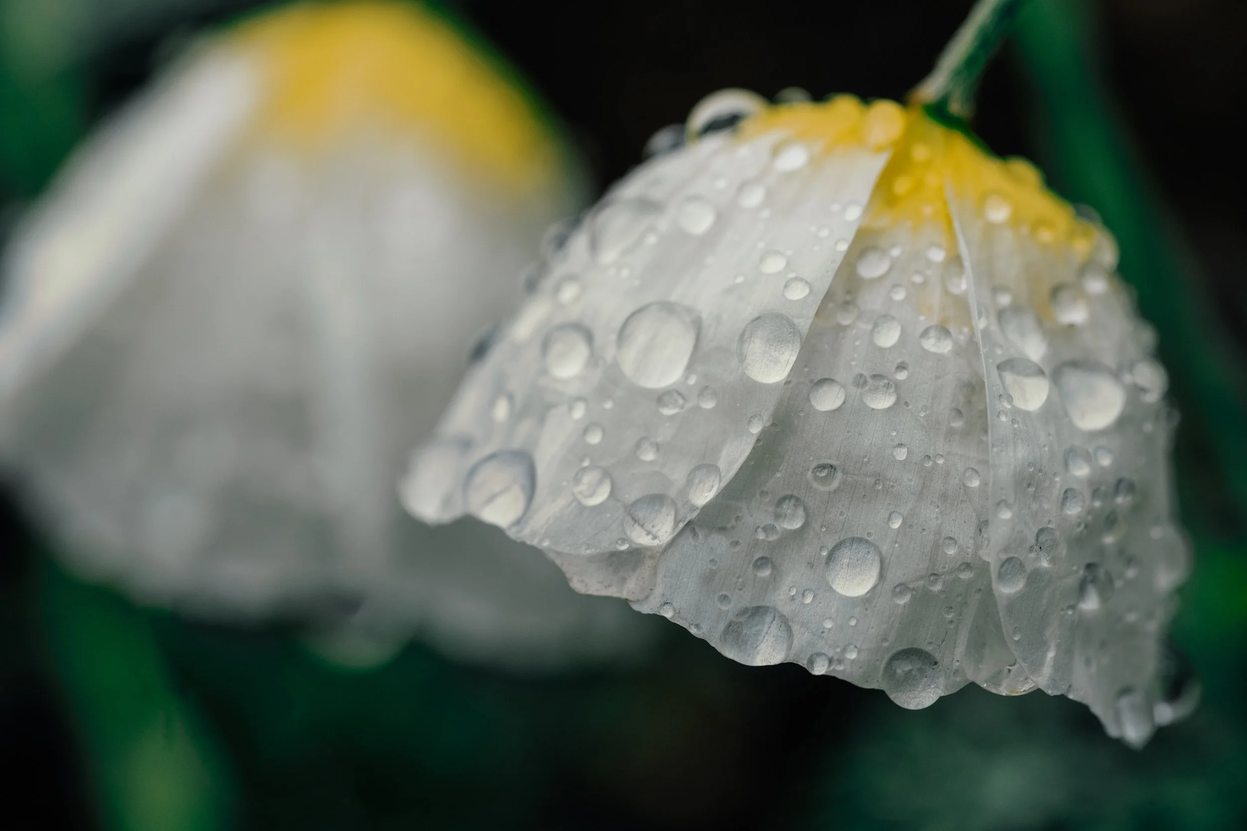 Akureyri Botanical Garden